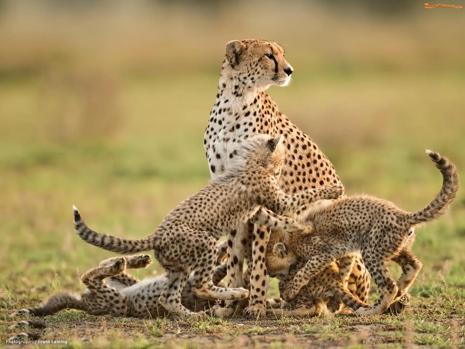 Małe, Mama, Gepard