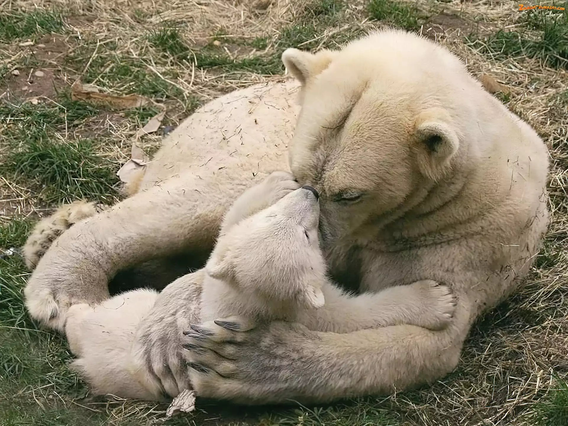 Małe, Mama, Miś