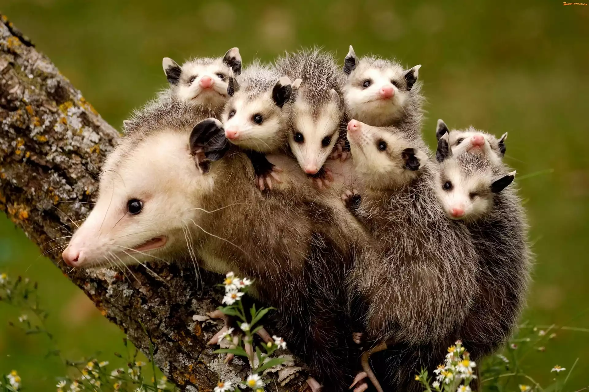 Małe, Mama, Opos