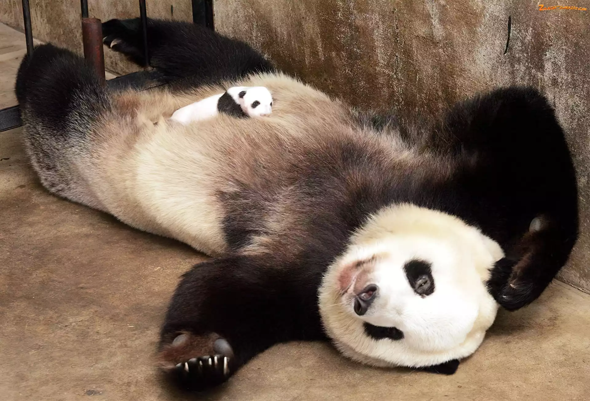 Małe, Mama, Panda