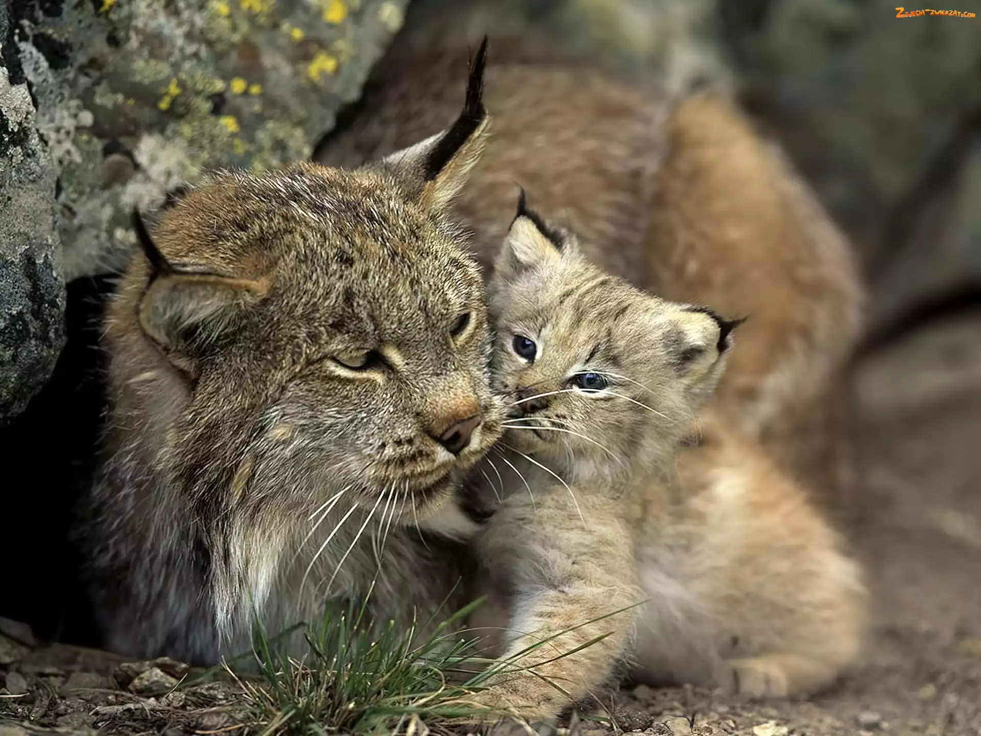 Małe, Mama, Ryś