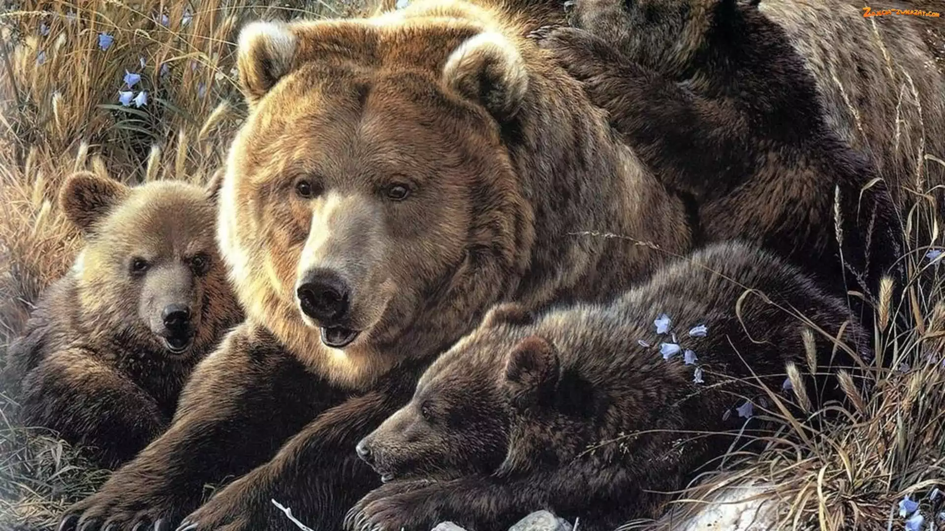 Mama, Małe, Misie, Dwa