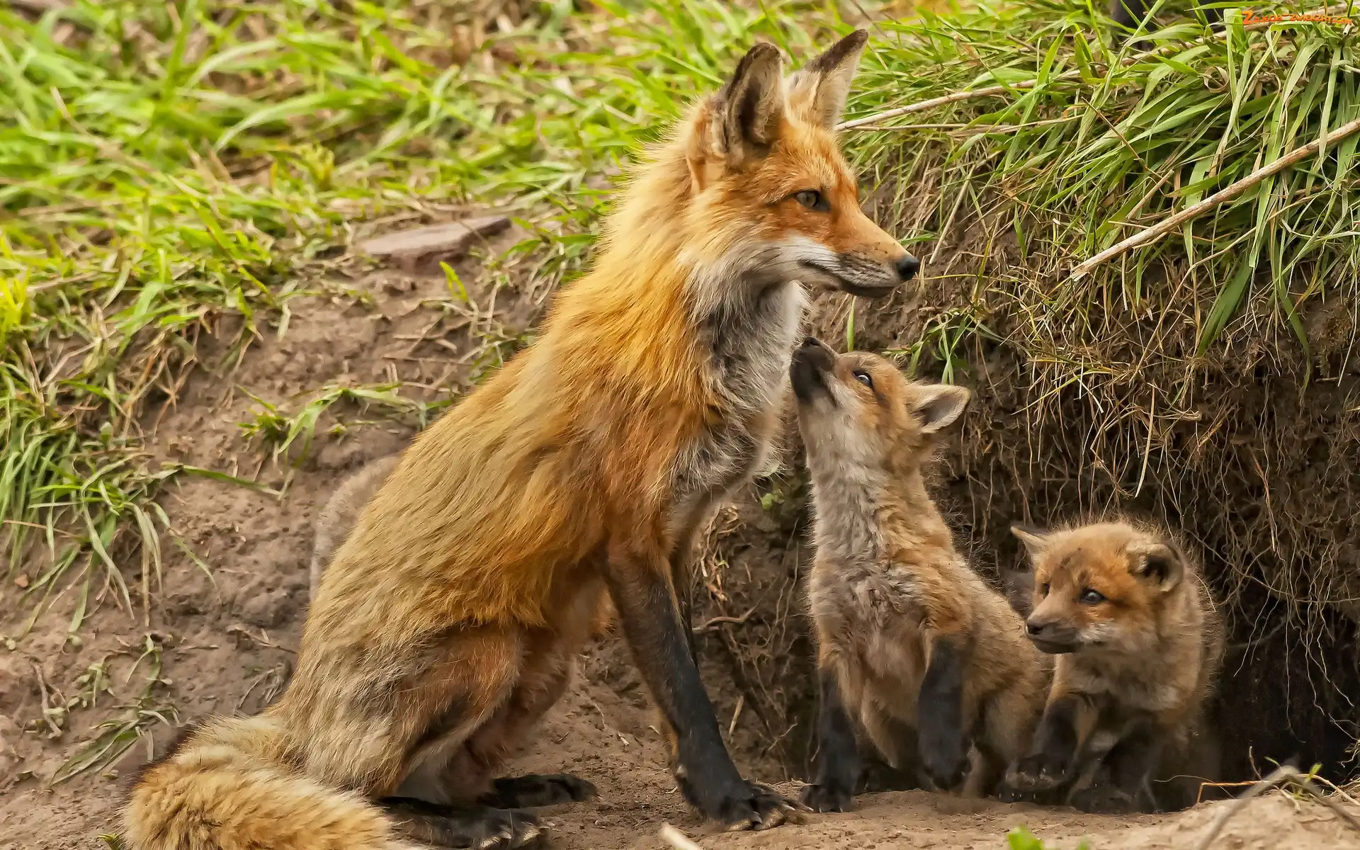 Młode, Mama, Lis