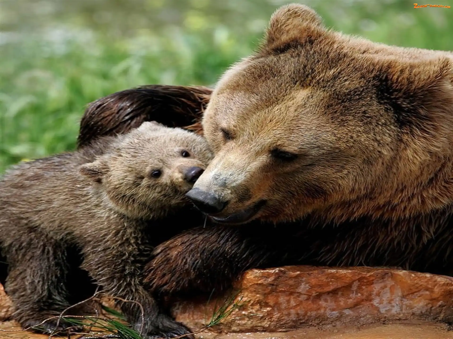 Młode, Mama, Miś