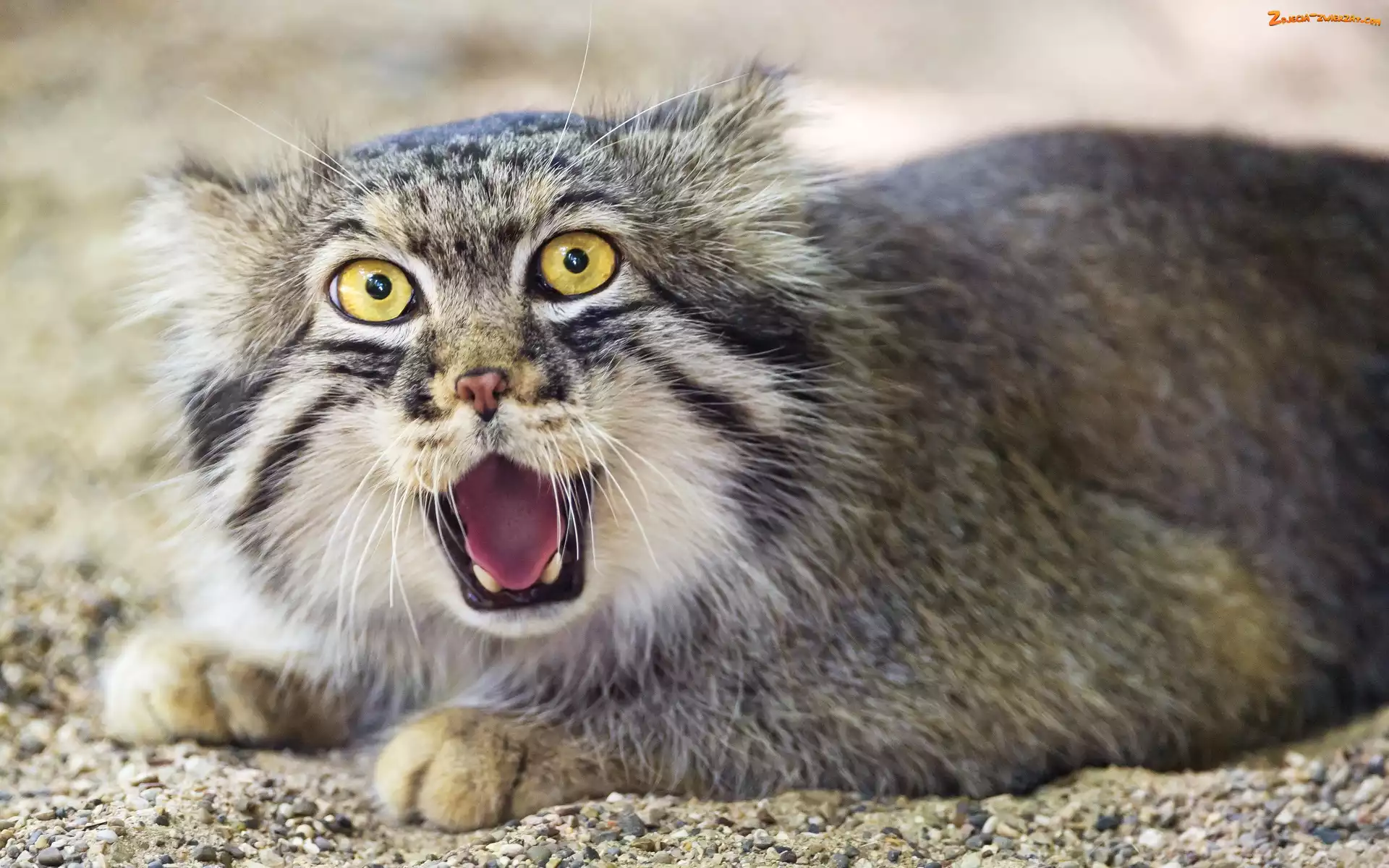 Kot, Manul, Dziki