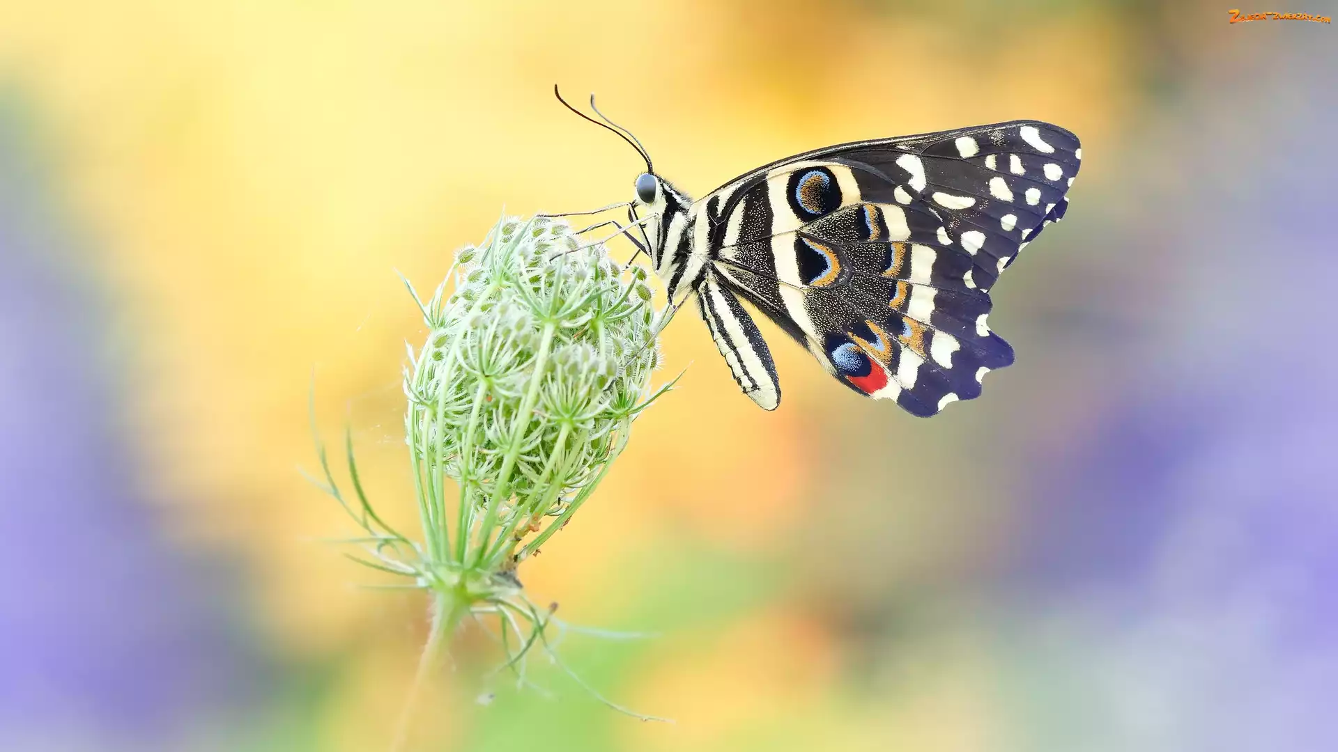 Dzika marchew, Motyl, Papilio demodocus