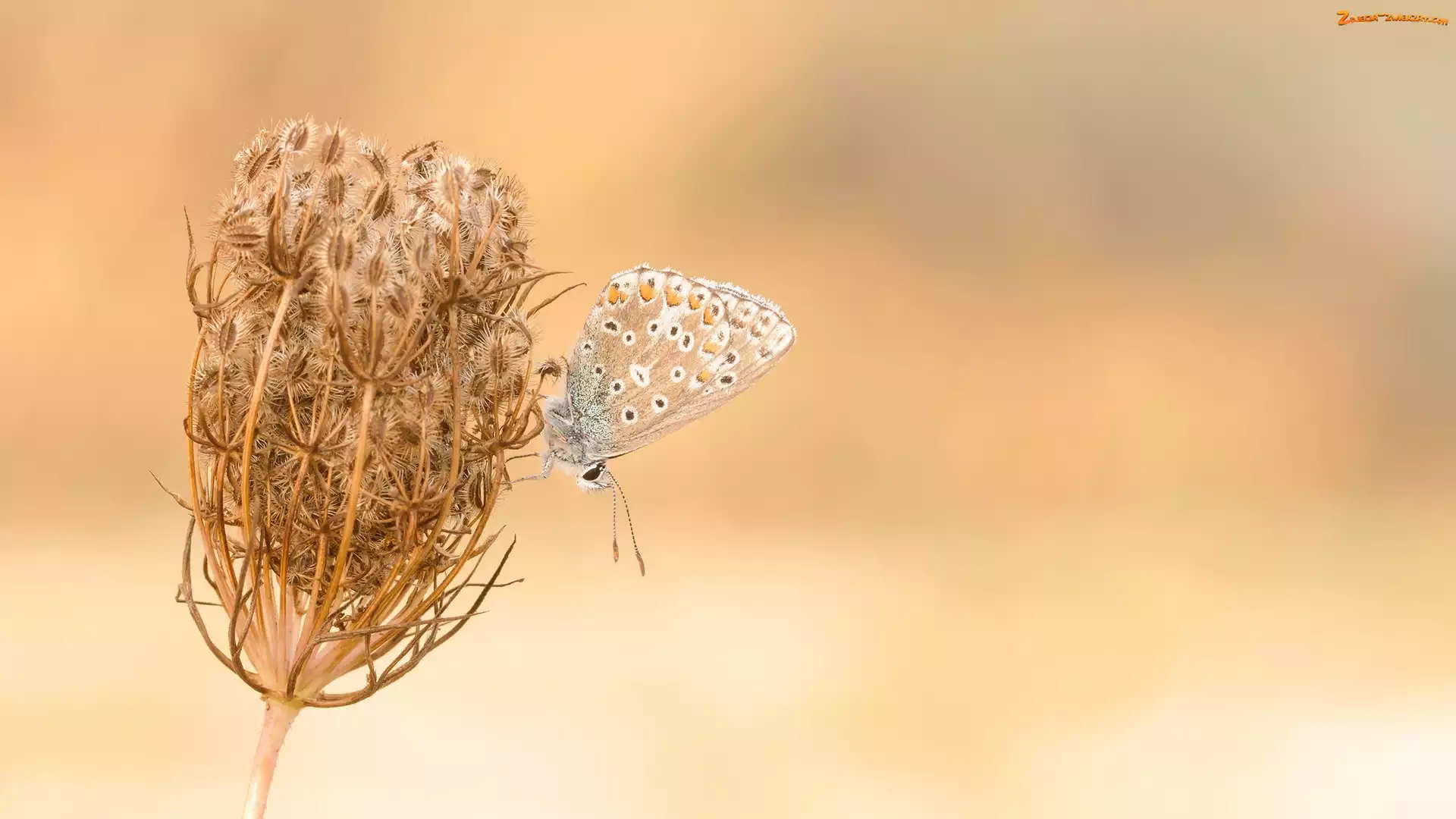 Marchew zwyczajna, Modraszek ikar, Roślina, Motyl