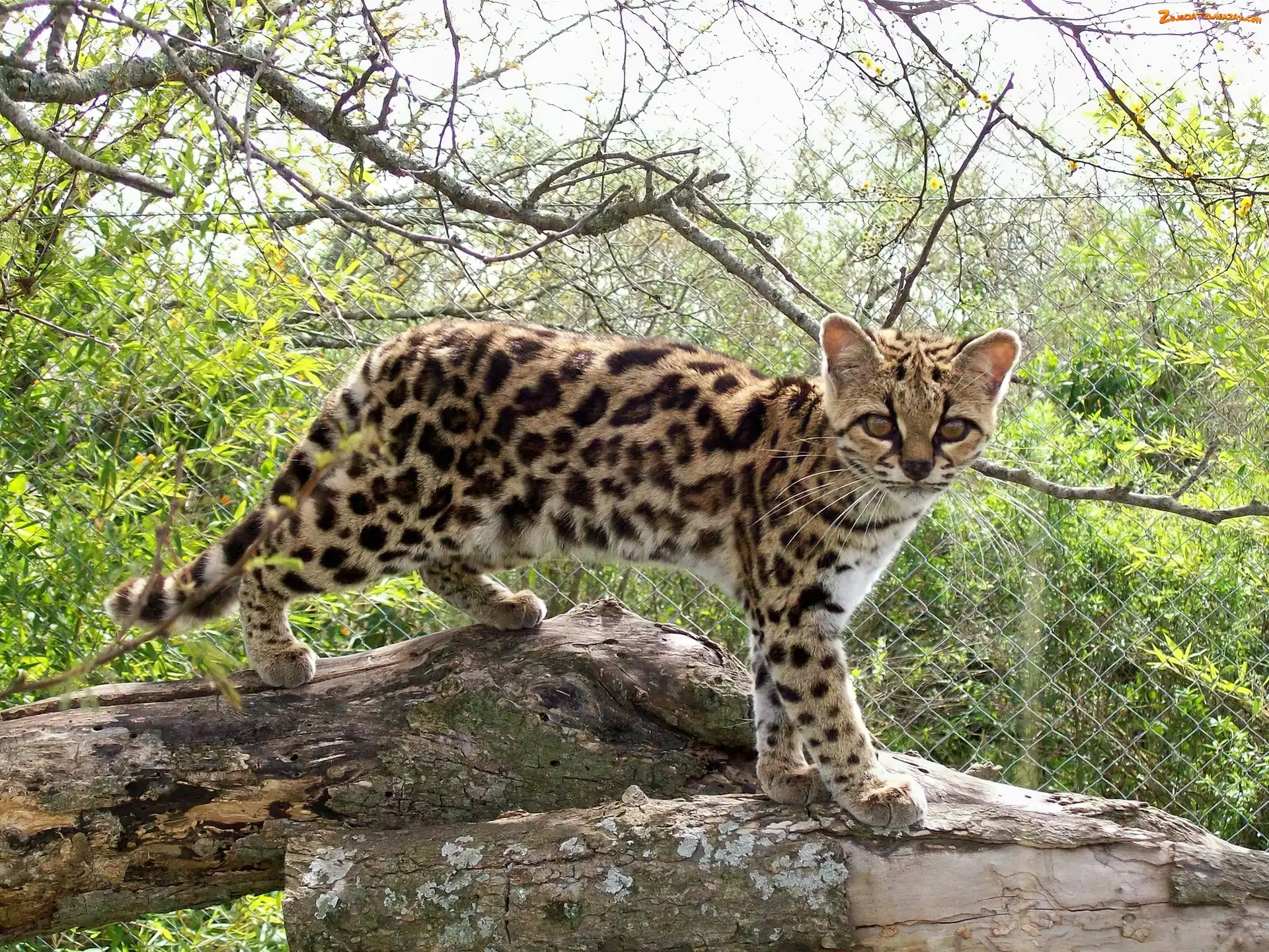 Drzewa, Margay, Pnie