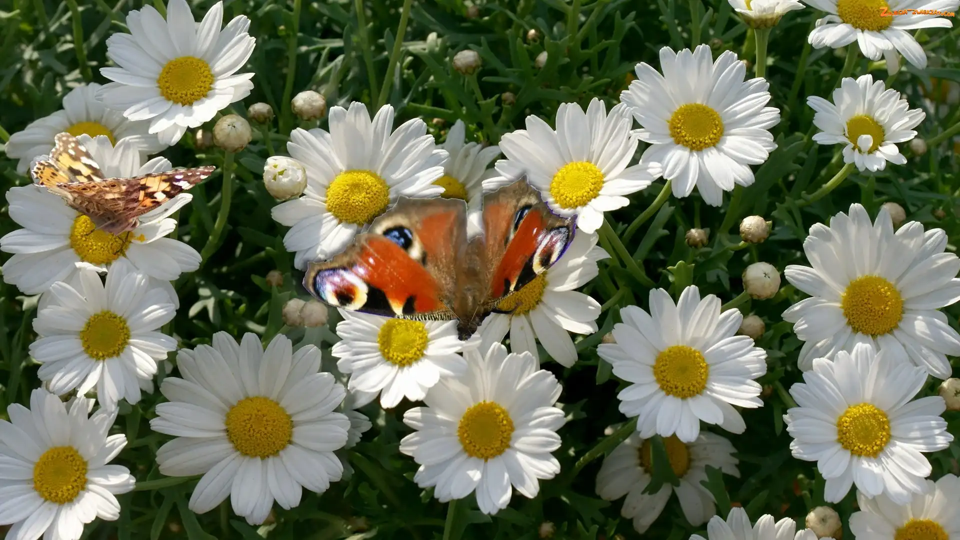 Rusałka pawik, Margerytki, Motyl