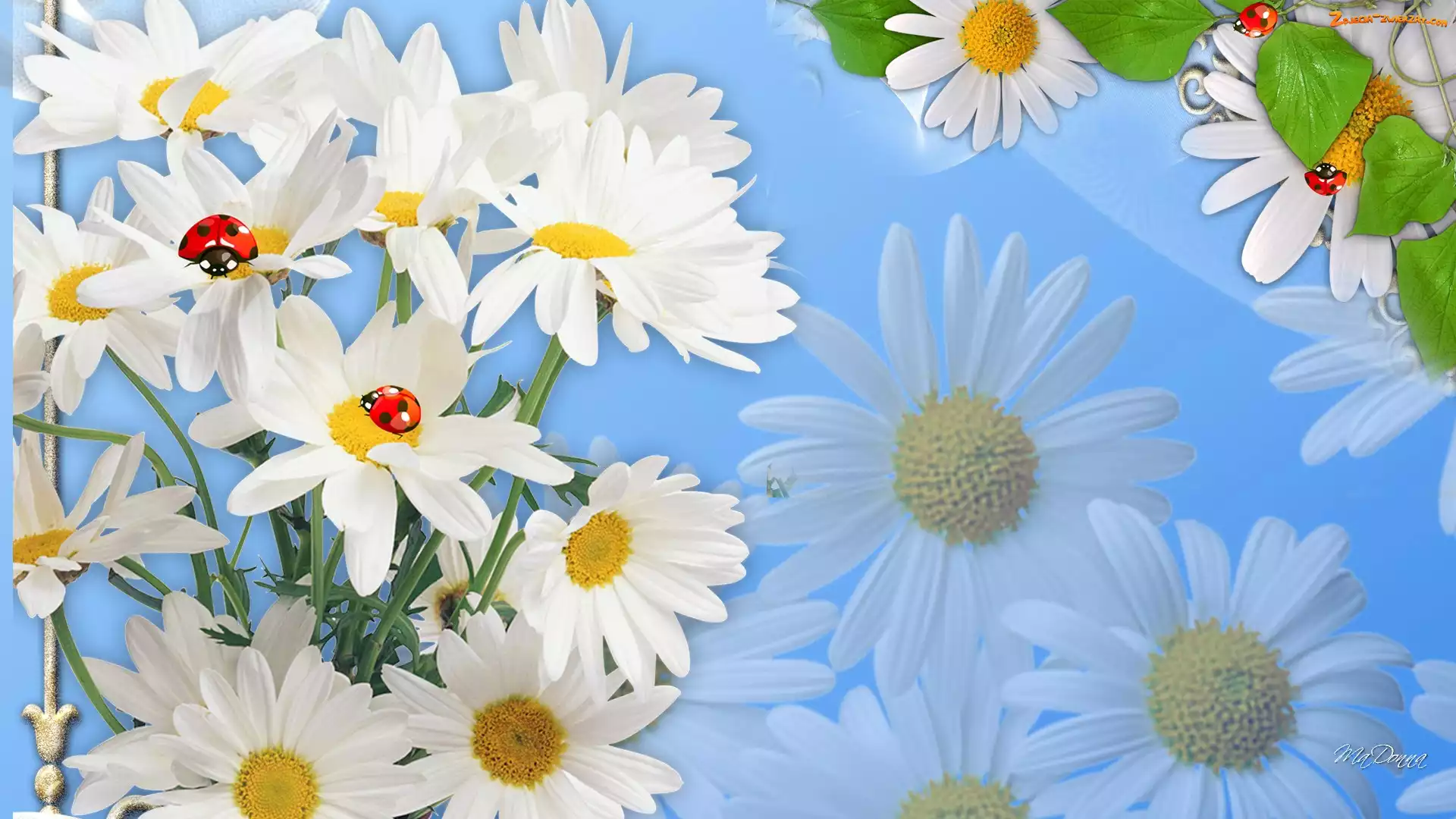 Grafika, Margerytki, Biedronki