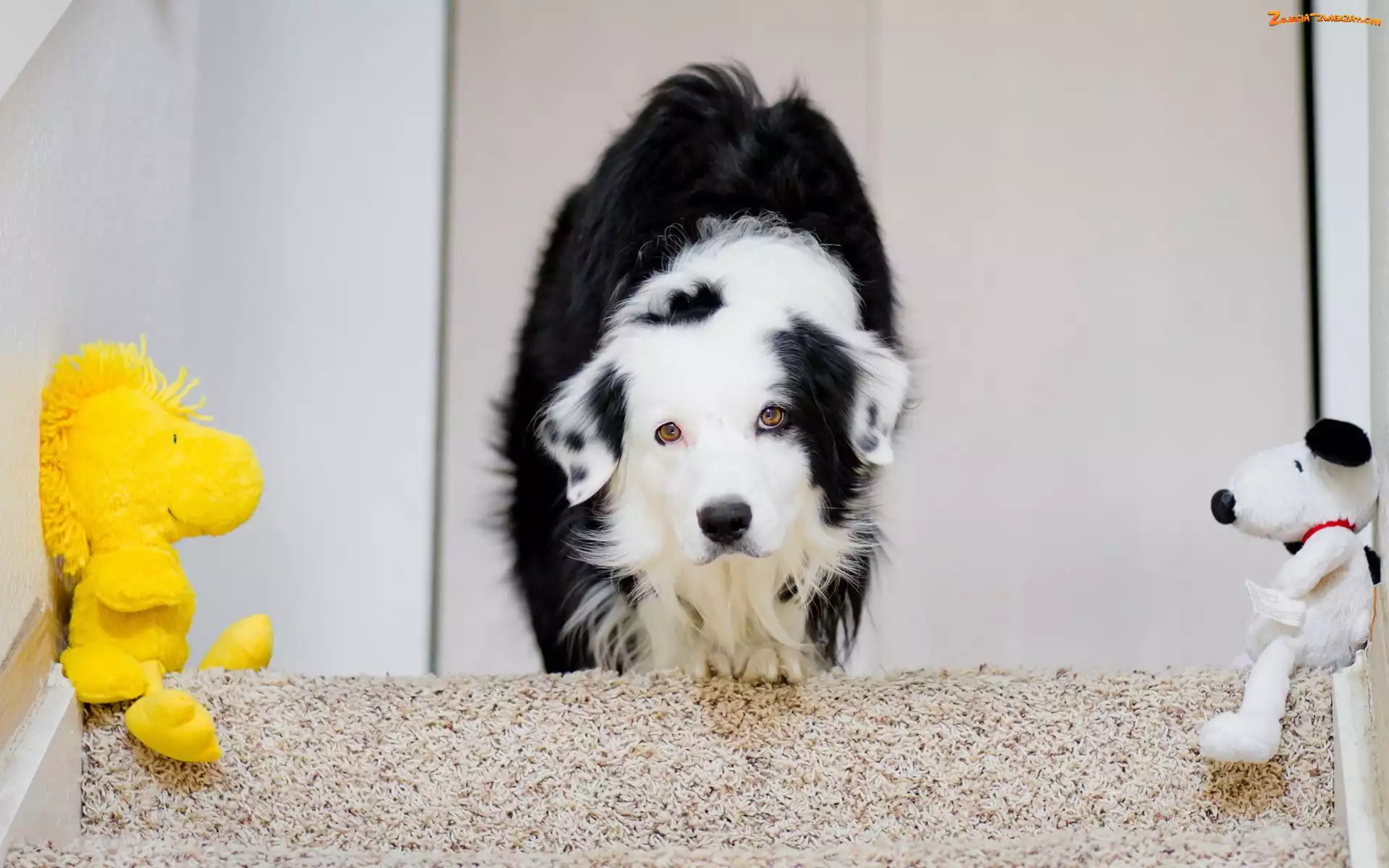Maskotki, Border collie, Schody