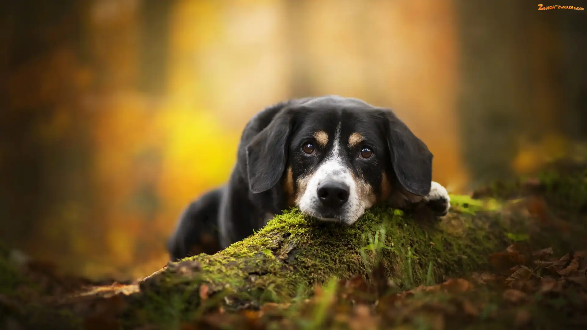 Mech, Ściółka, Entlebucher, Pies, Mordka