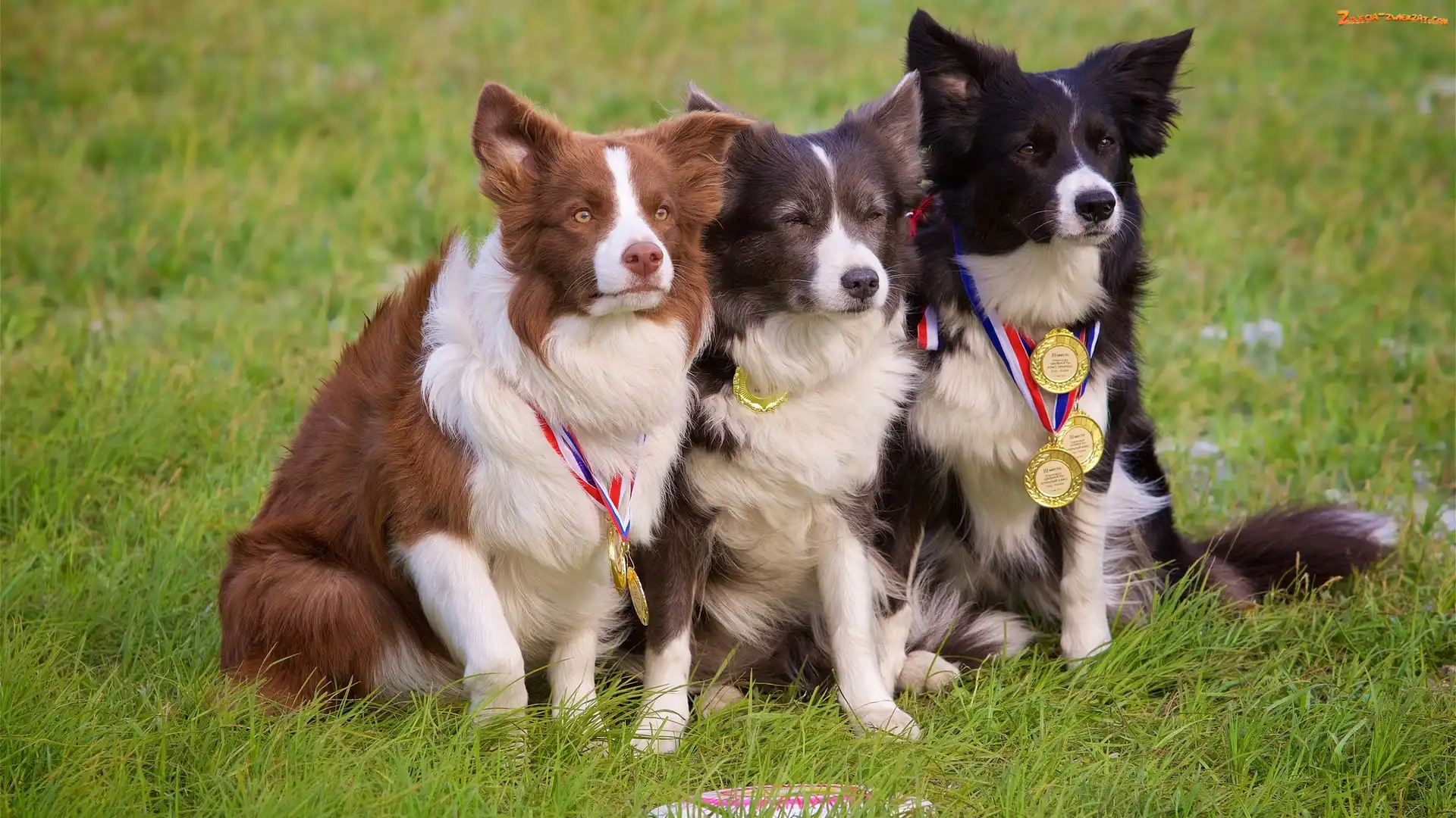 Medale, Trawa, Border collie, Psy, Łąka