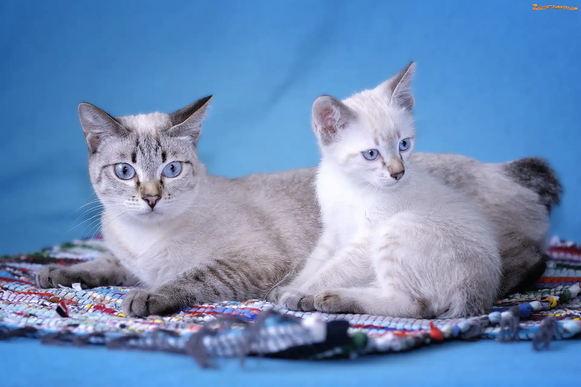 Mekong Bobtail, Dwa, Kotki