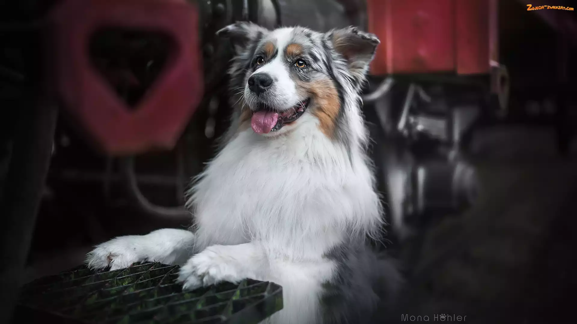 Kratka, Metalowa, Owczarek australijski, Pies, Australian shepherd