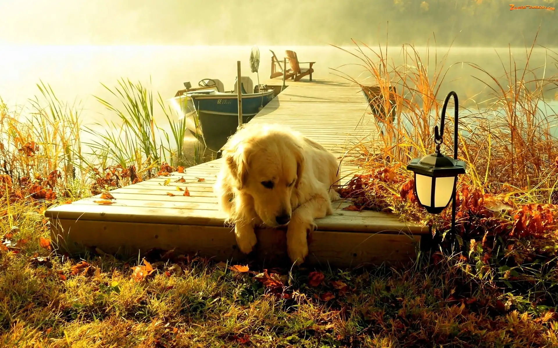 Mgła, Jezioro, Golden retriever, Pies, Pomost