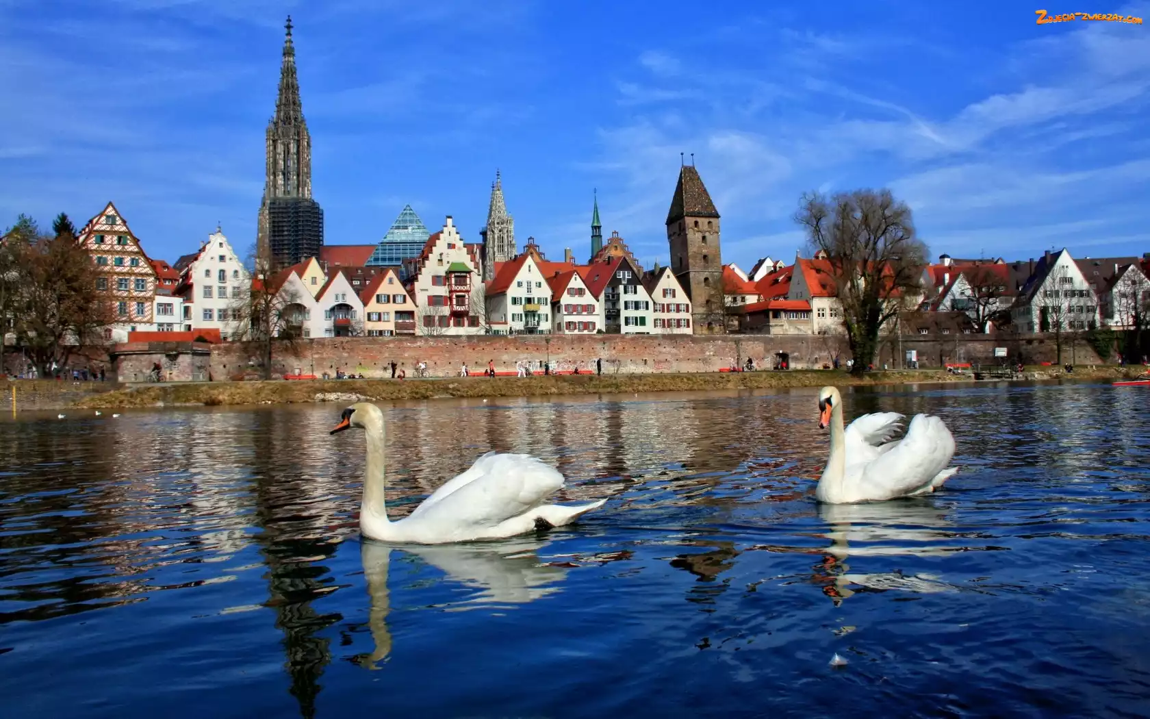 Miasteczko, Niemcy, Łabędzie, Bawaria