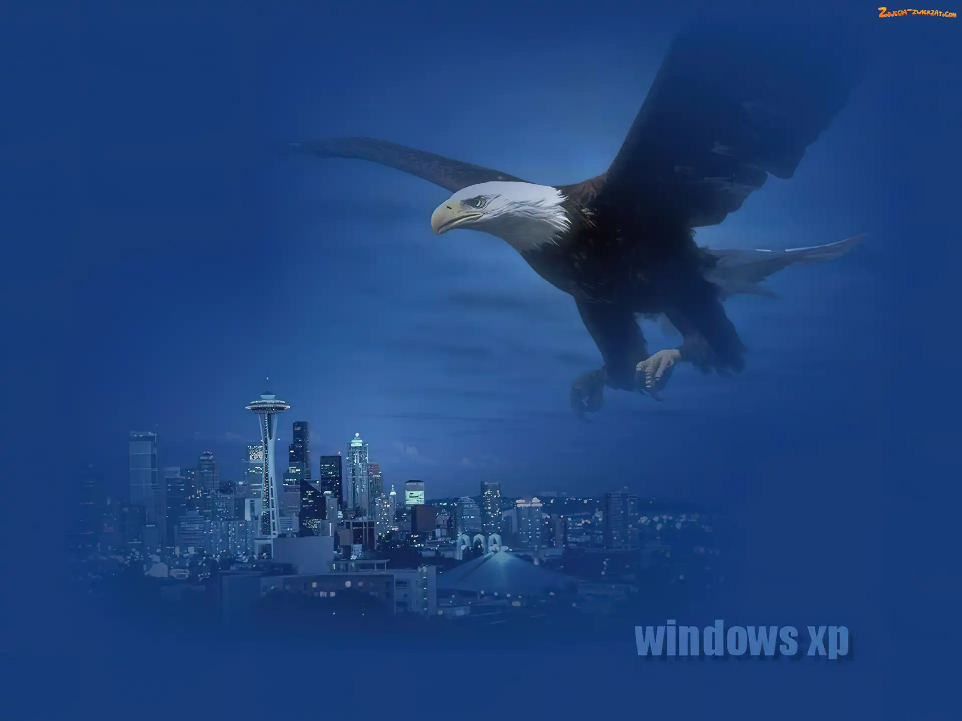 microsoft, Bielik amerykański, Windows XP, miasto