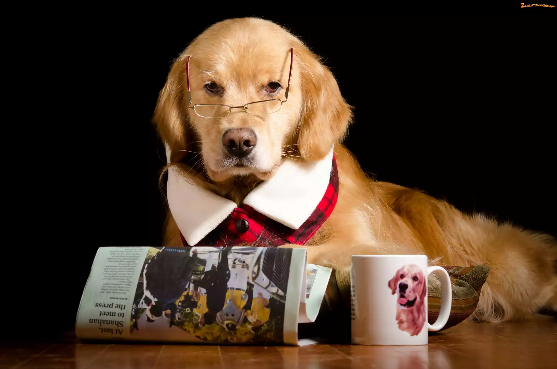 Śmieszne, Kubek, Okulary, Golden Retriever, Gazeta