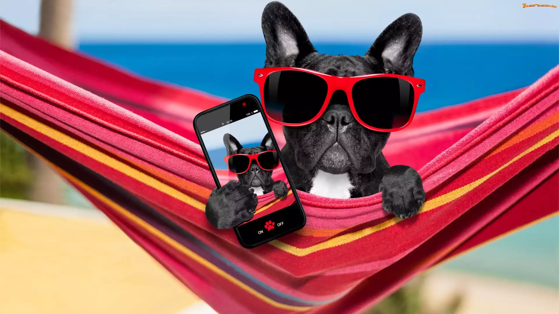 Śmieszne, Selfie, Buldog francuski, Pies, Telefon