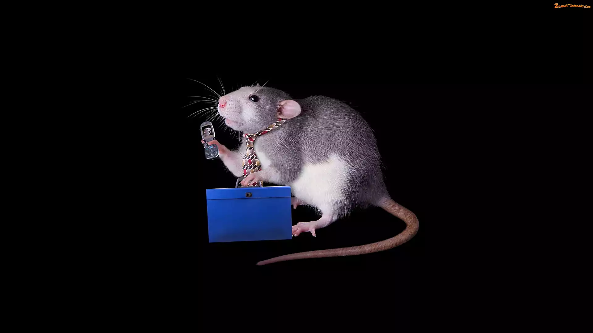 Śmieszne, Teczka, Szczur, Ciemne, Tło, Krawat, Telefon