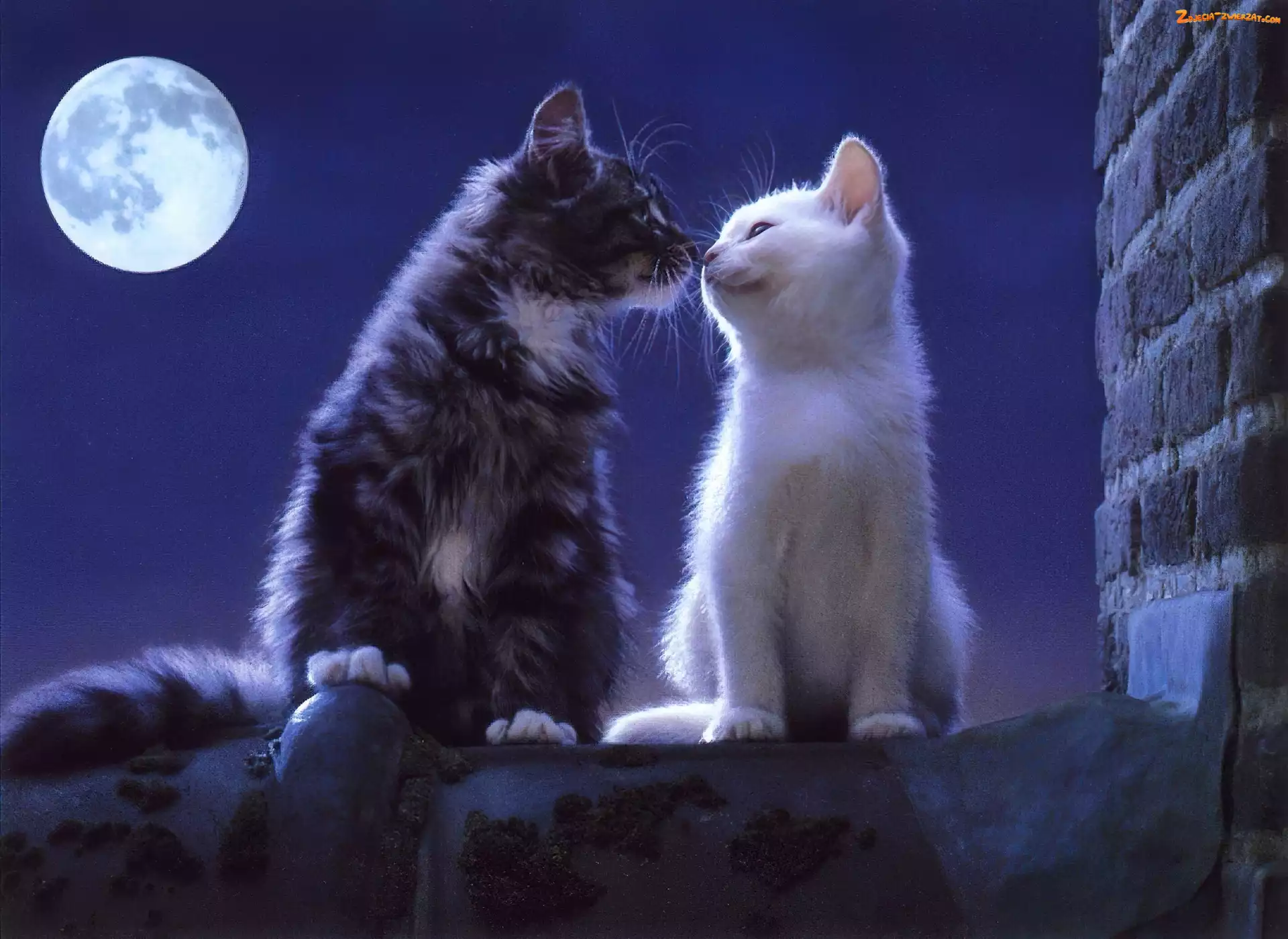 Miłość, Księżyca, Koty, Dwa, Pełnia