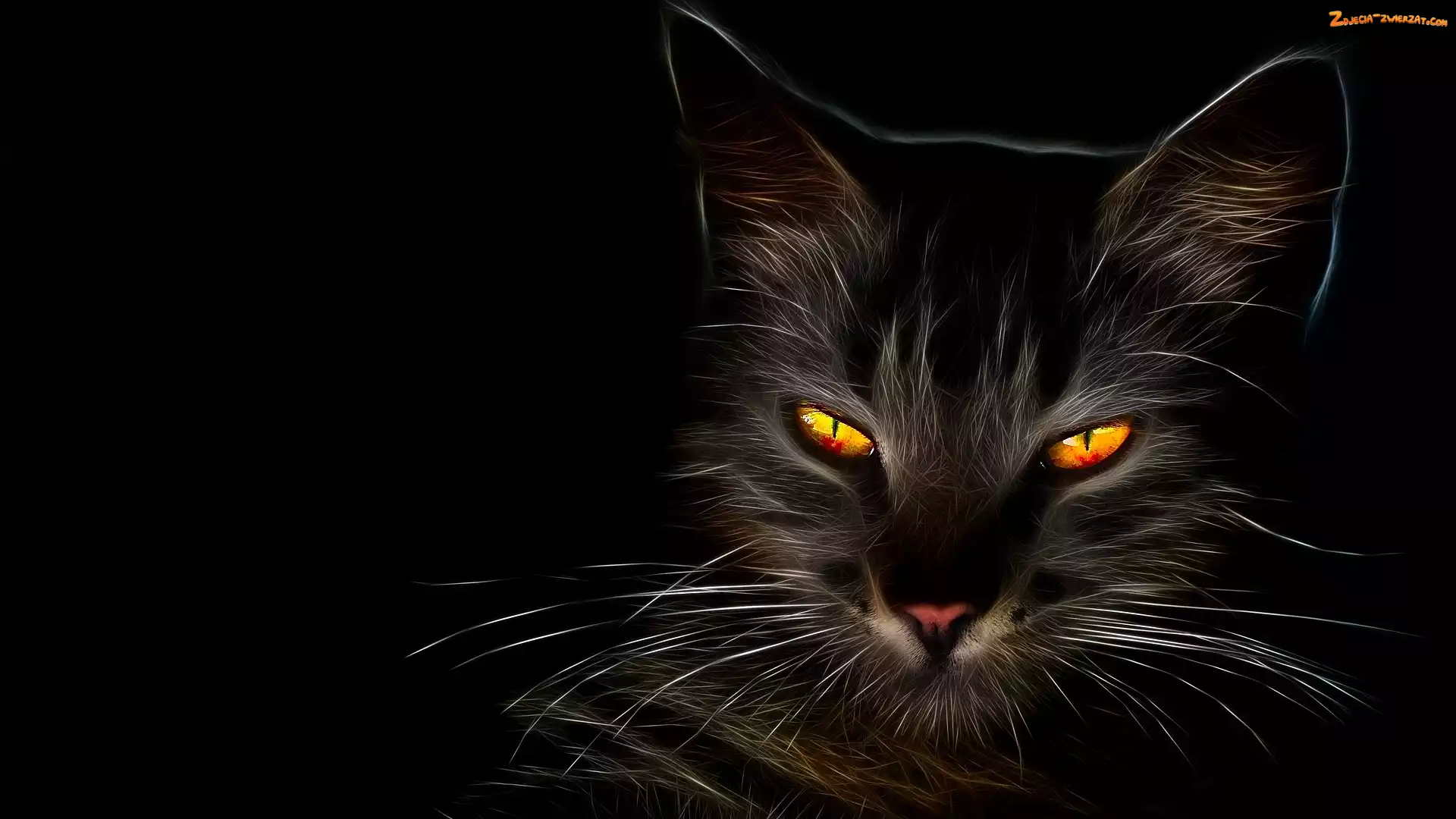 Fractalius, Miodowe, Kot, Czarne, Tło, Mordka, Oczy