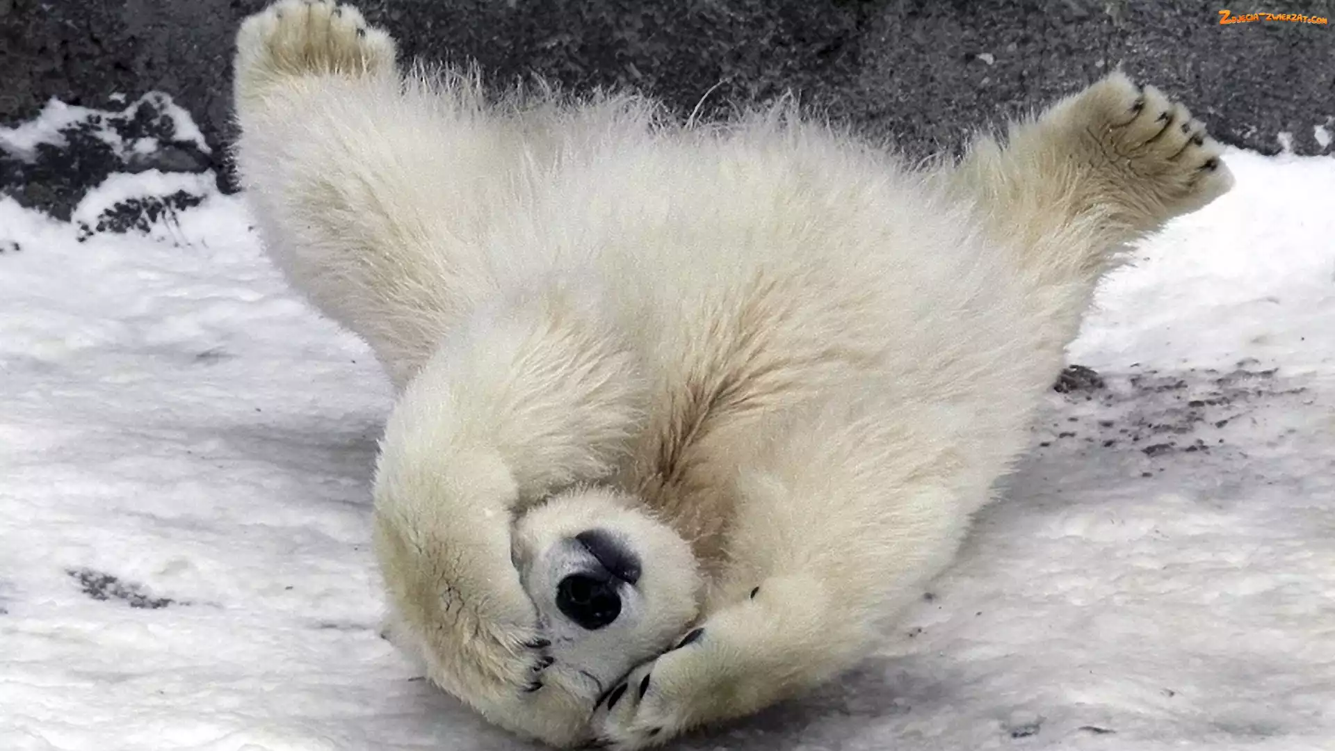 Łapy, Miś, Polarny