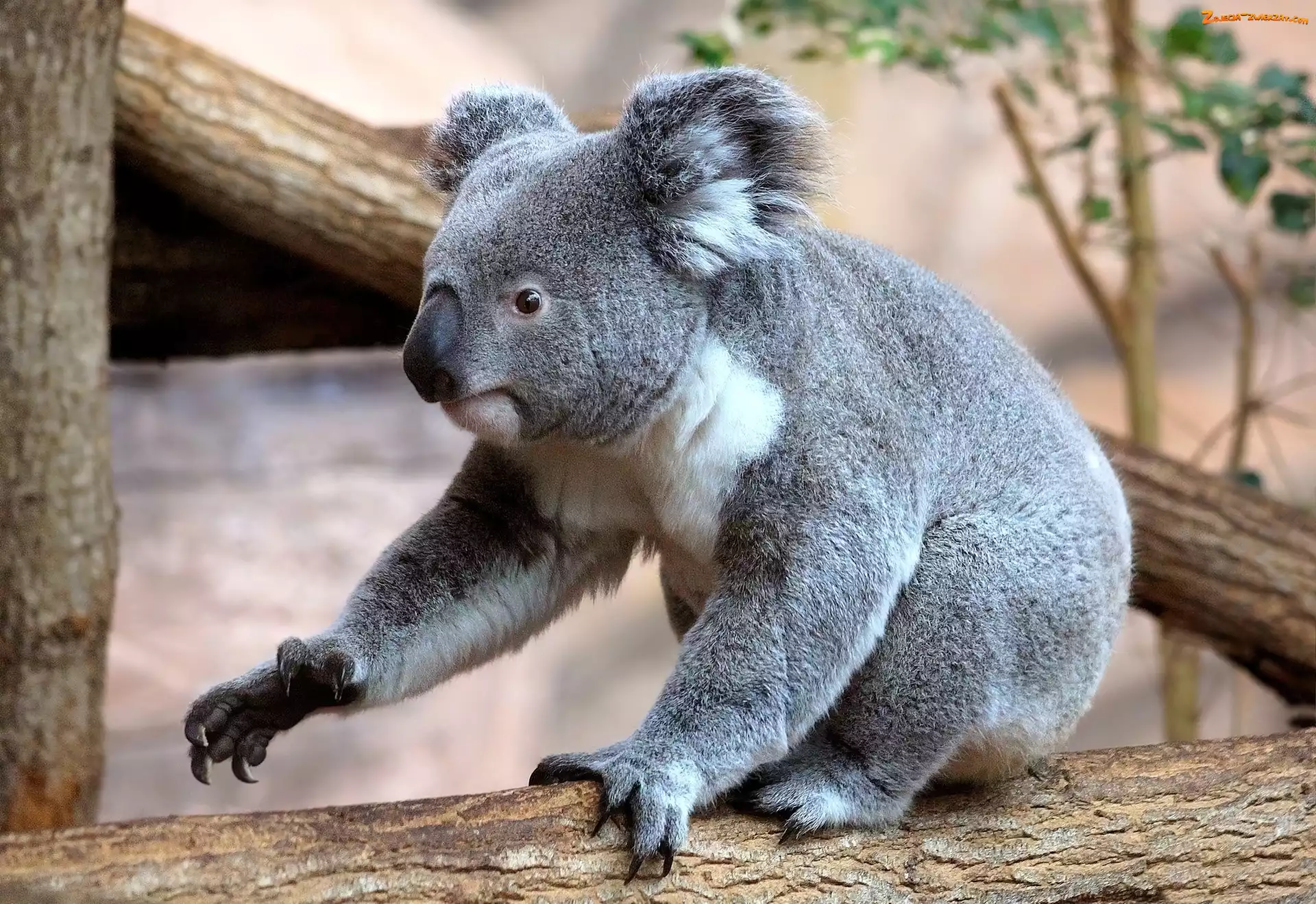 Drzewo, Miś, Koala