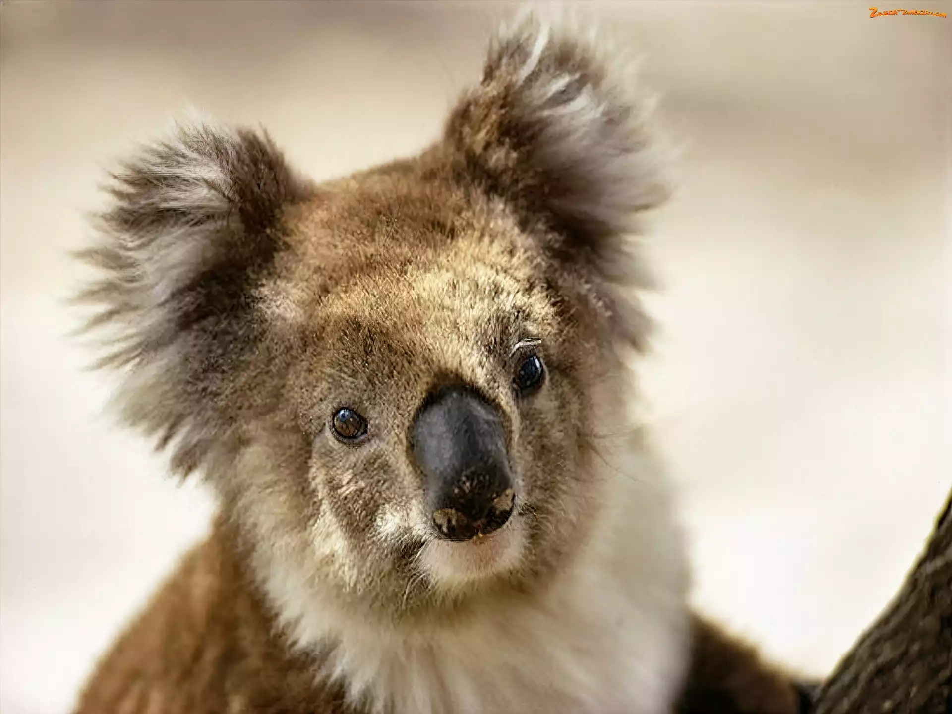 Miś, Koala