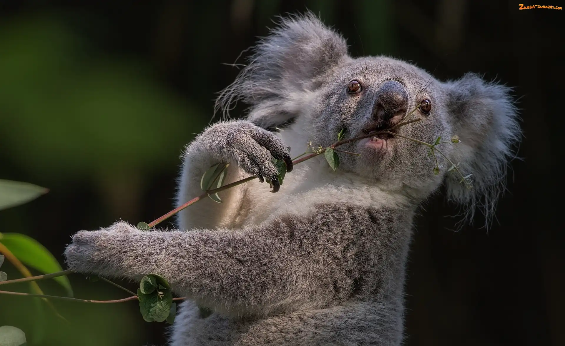 Miś, Liście, Koala, Gałązka