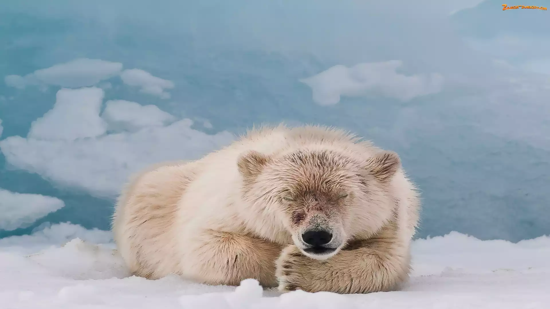 Śnieg, Miś, Polarny