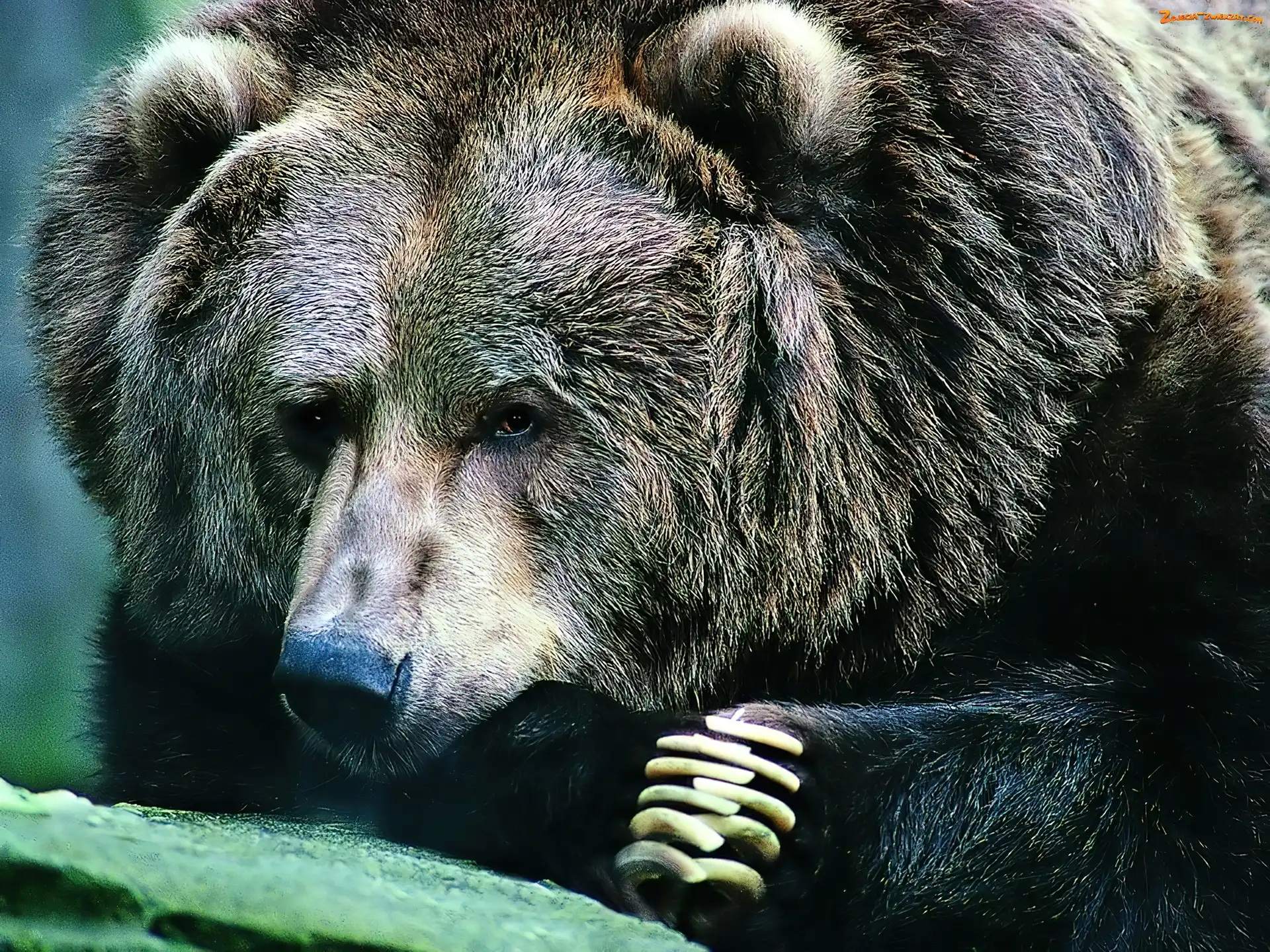 Pazury, Niedźwiedź, Łapy