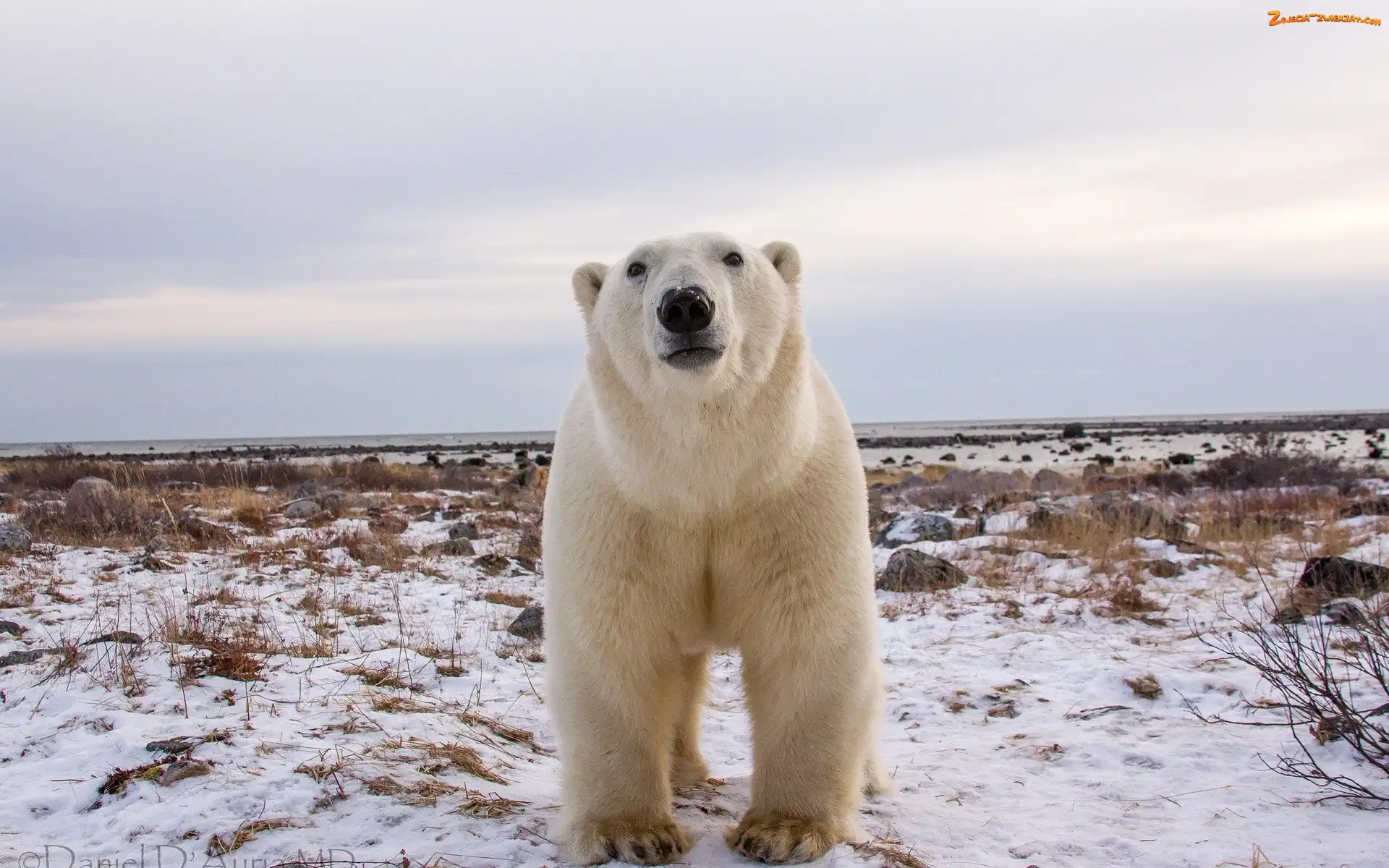 Miś, Polarny