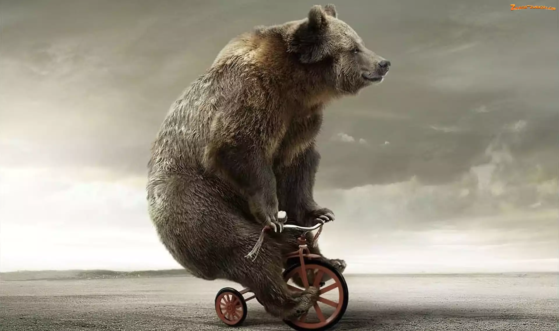 Rowerku, Miś, Na