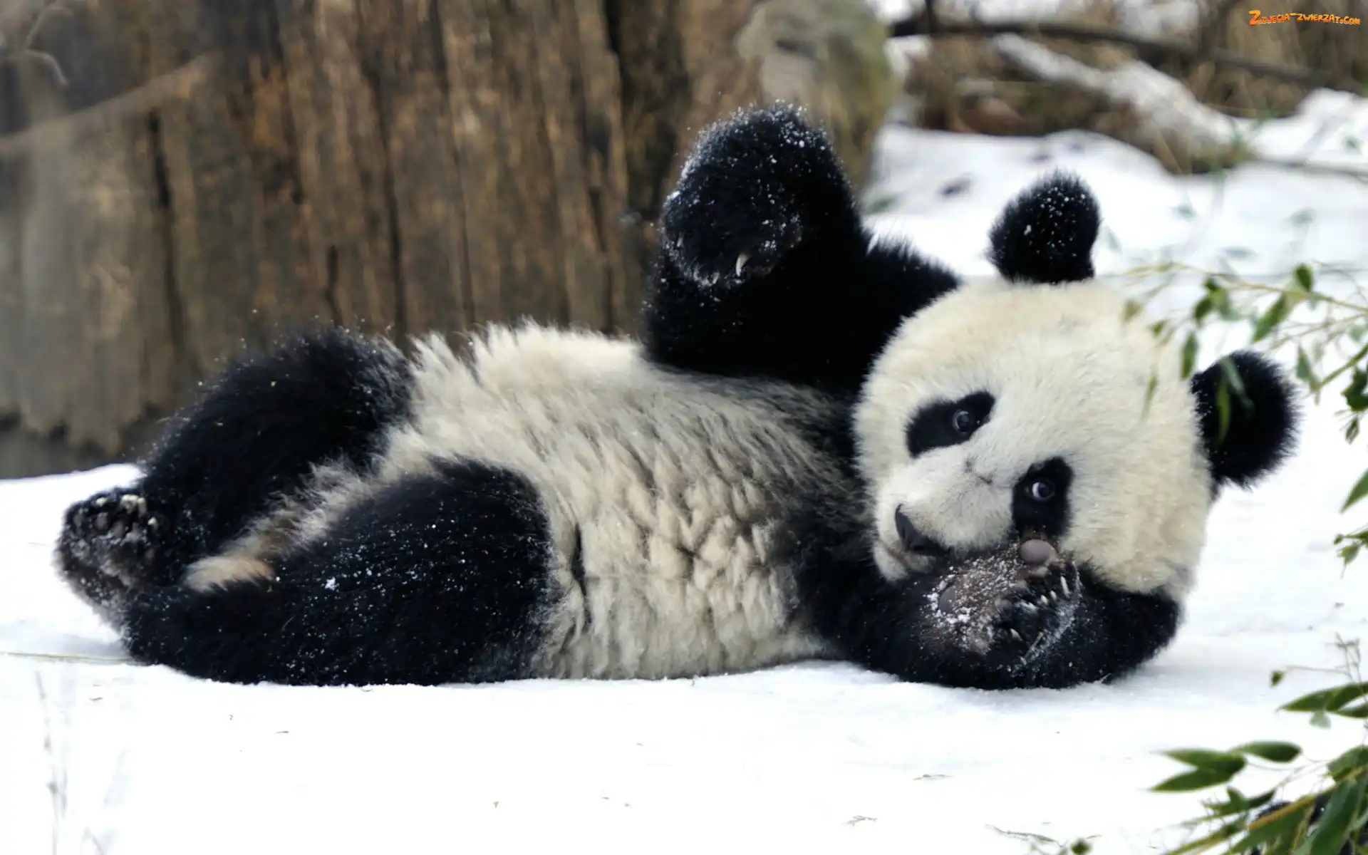 Zima, Miś, Panda