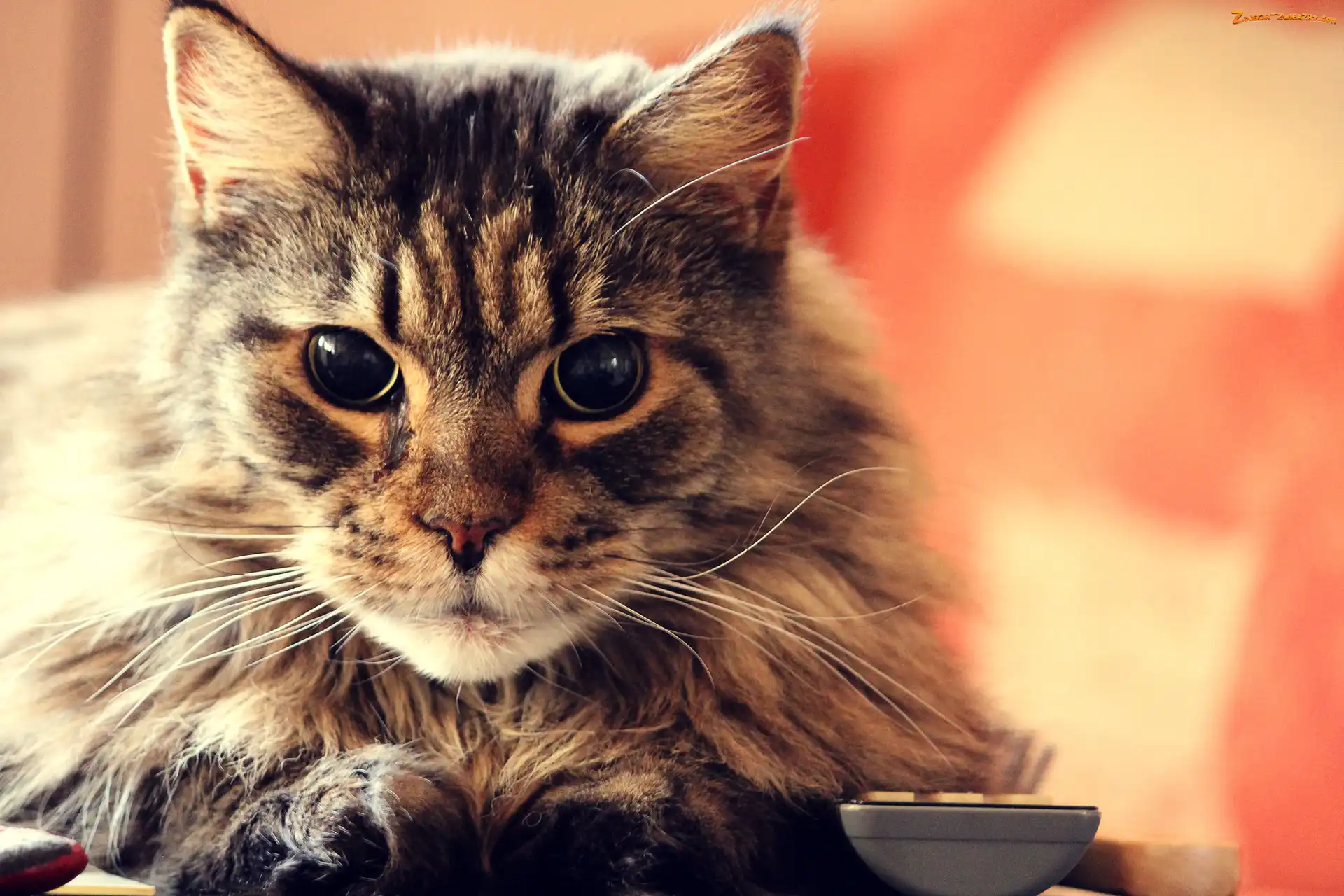 Miseczka, Kotek, Maine Coon