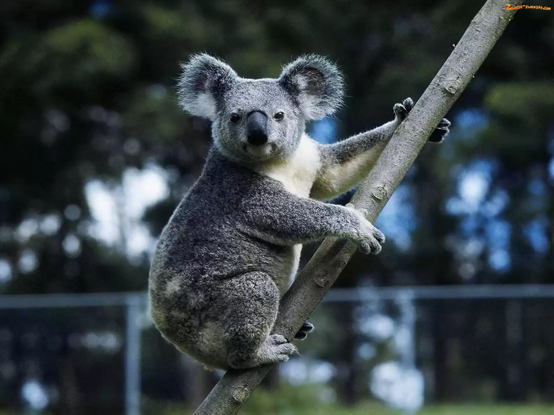 Misiek, Gałąź, Szary, Koala