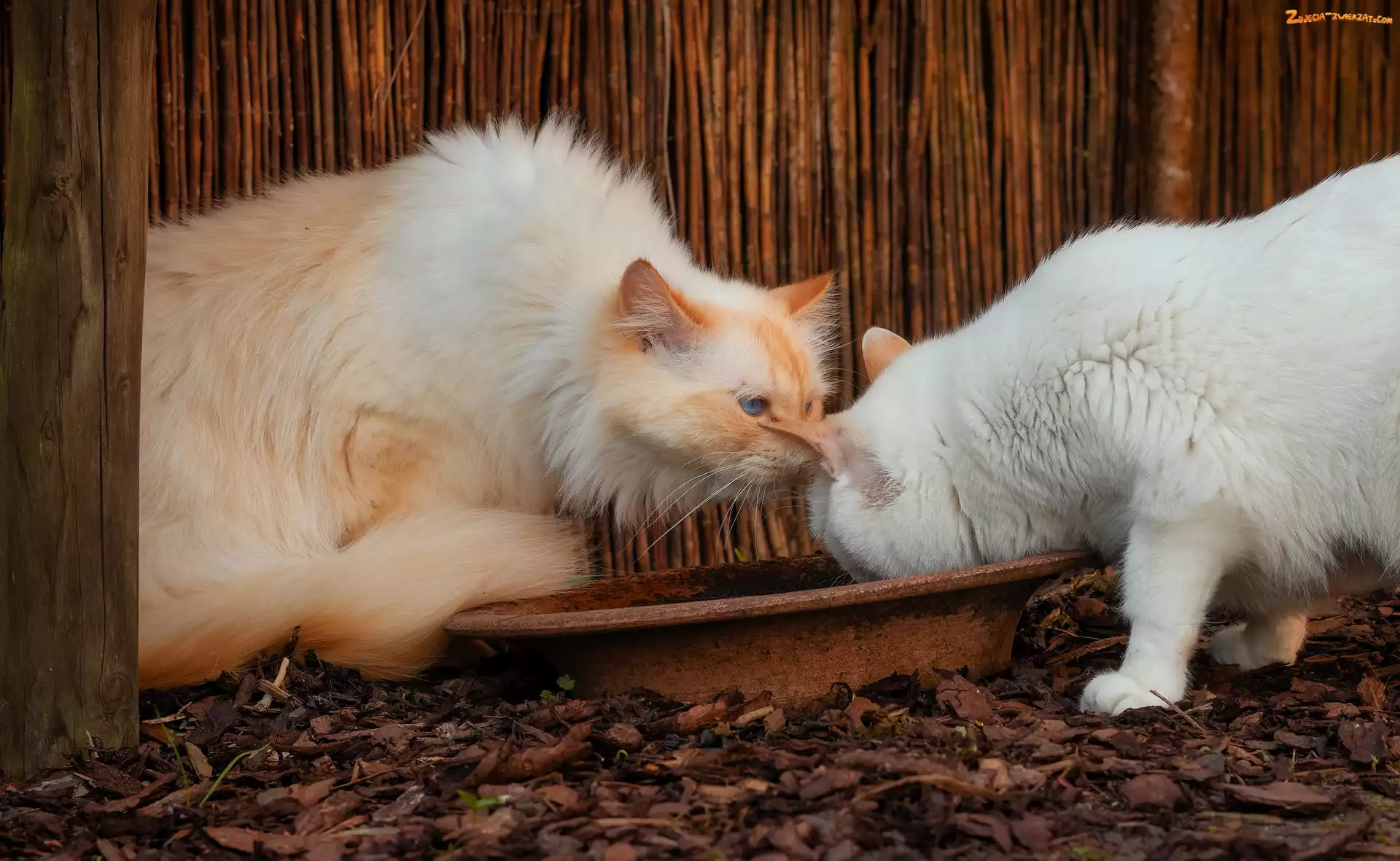 Miska, Koty