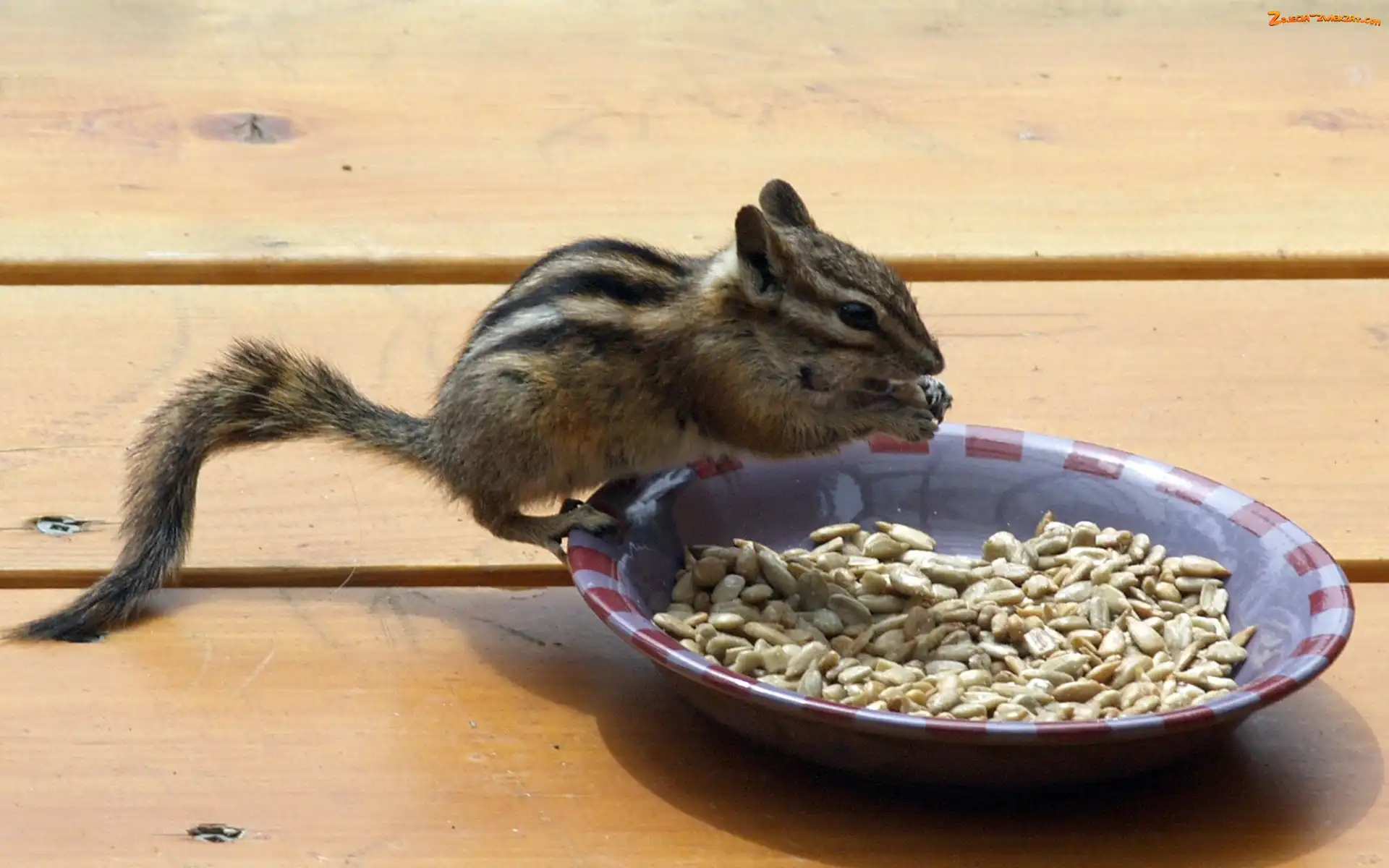 Ziemna, Chipmunk, Słonecznika, Ziarenka, Wiewiórka, Miska