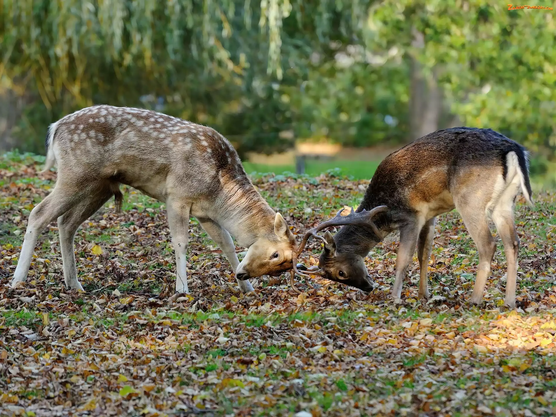 Młode, Walka, Dwa, Jelonki