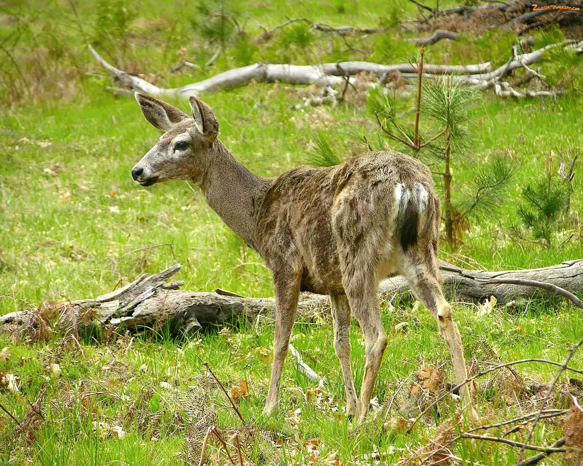 Łąka, Młody, Jeleń