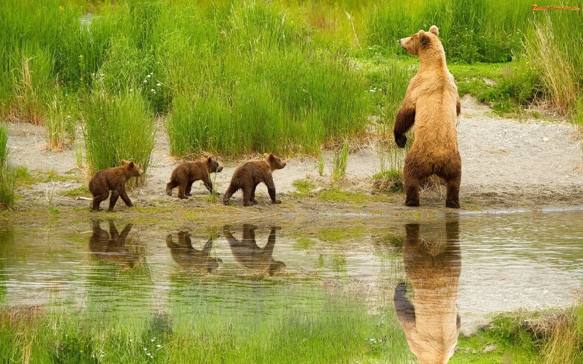 Młodymi, Niedźwiedź, Odbicie, Trawa, Z, Rzeka