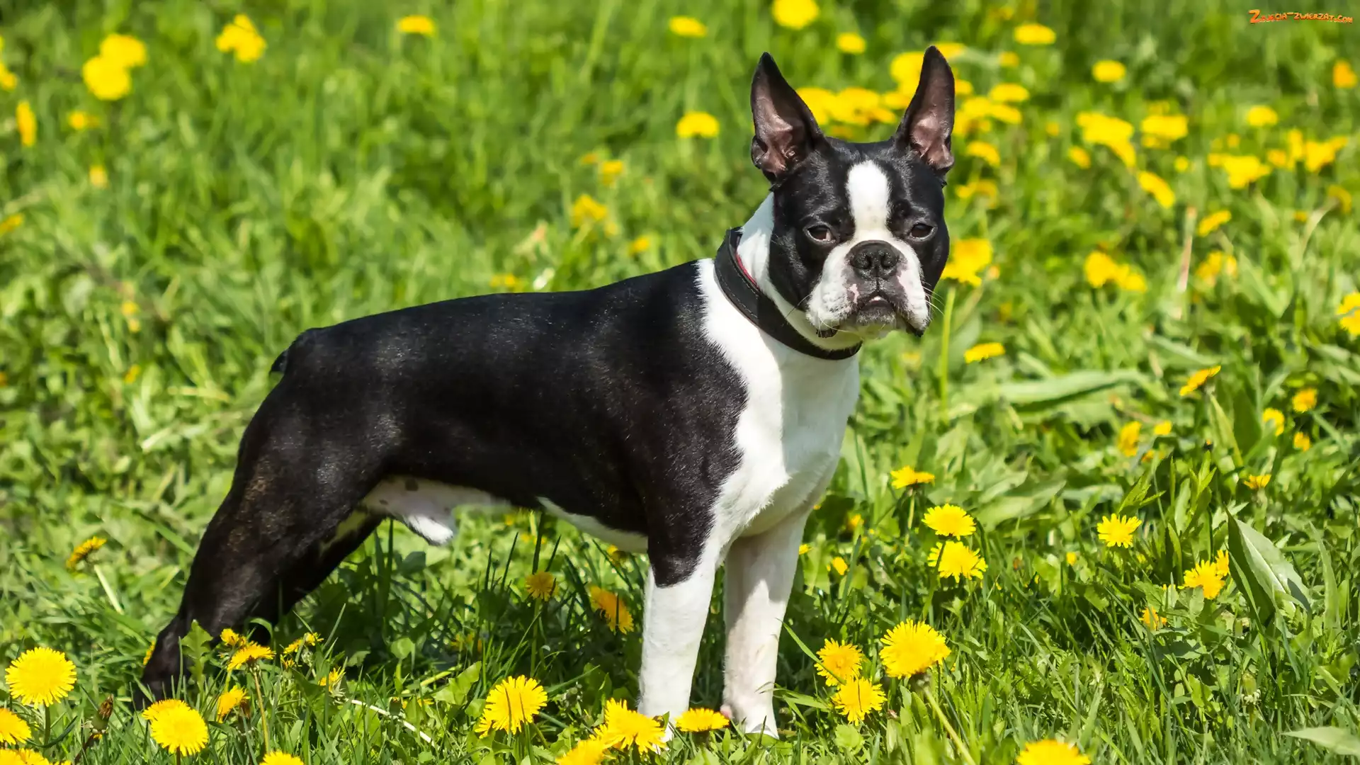 Mniszek, Czarno-biały, Boston terrier