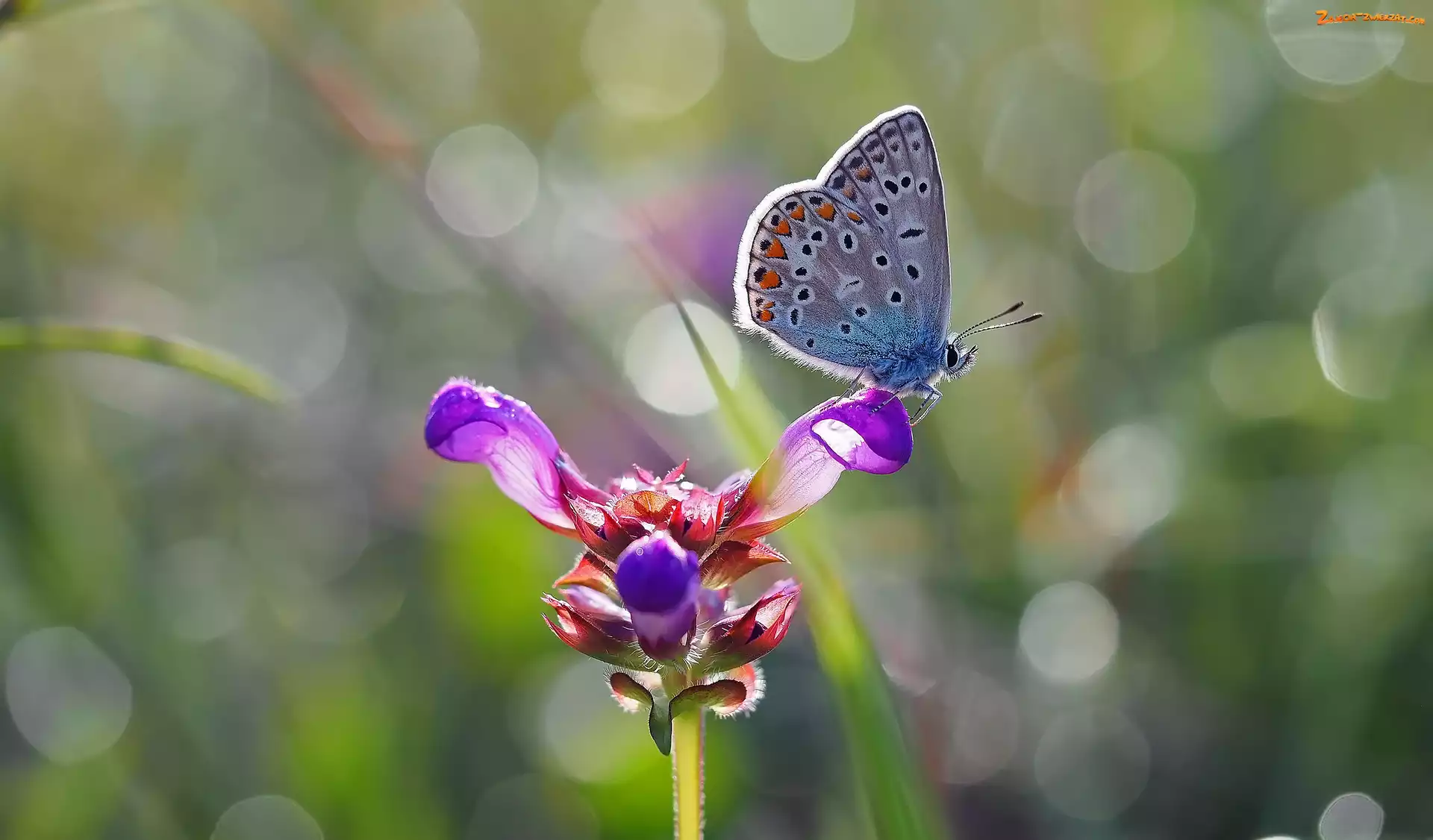 Motyl, Modraszek ikar, Kwiat, Fioletowy