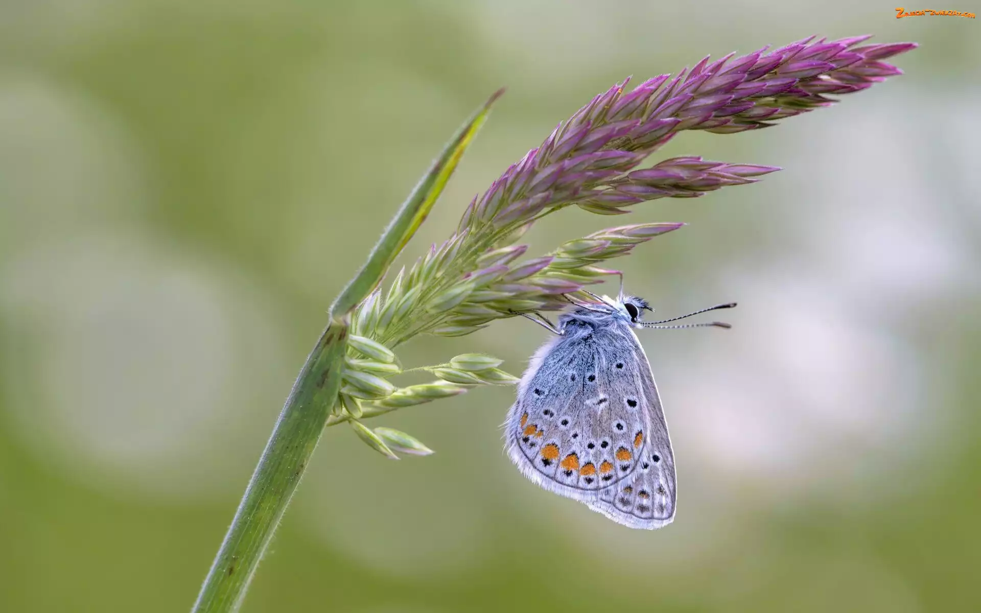Motyl, Modraszek ikar, Roślina, Kwiat