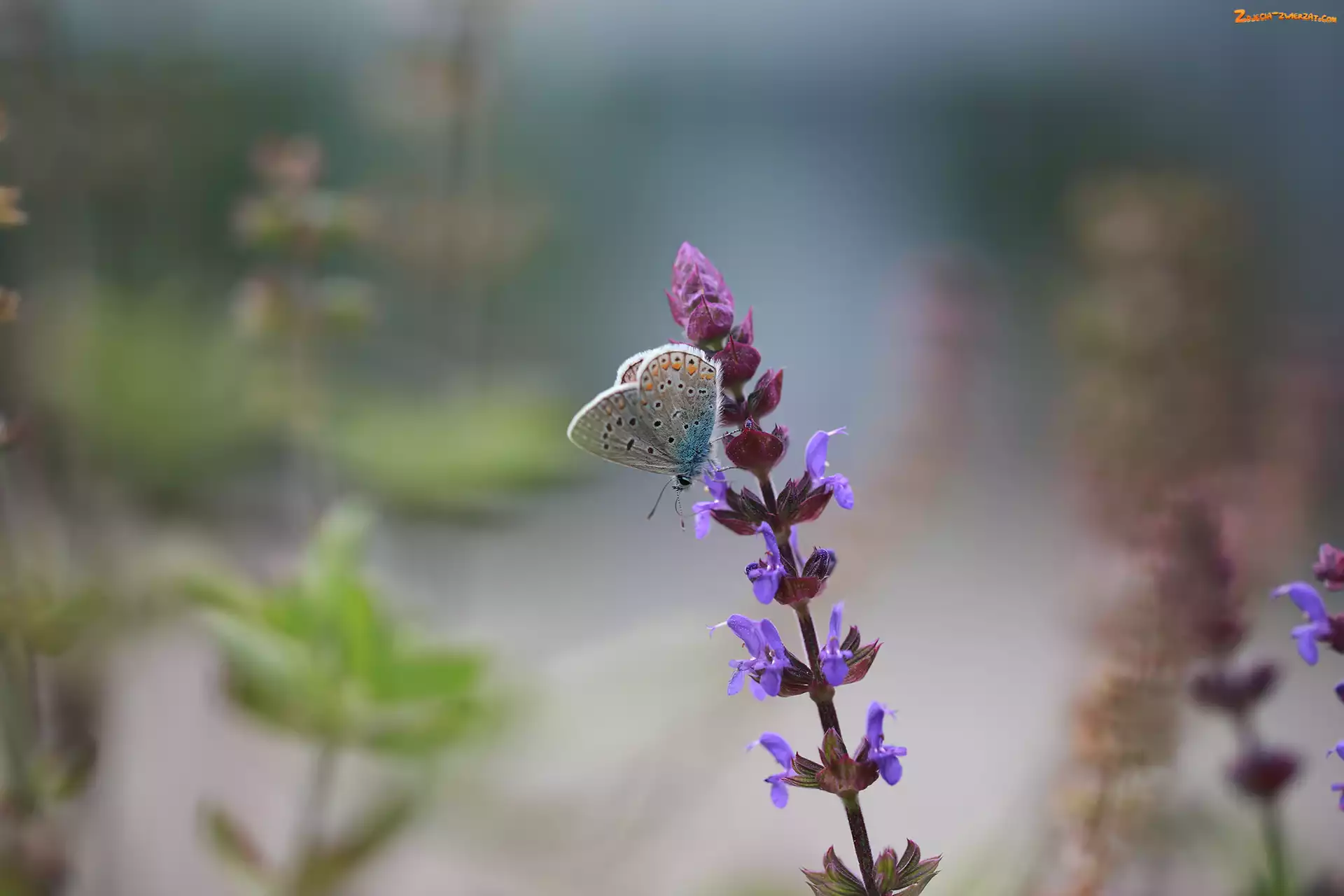 Motyl, Modraszek ikar, Kwiat, Owad