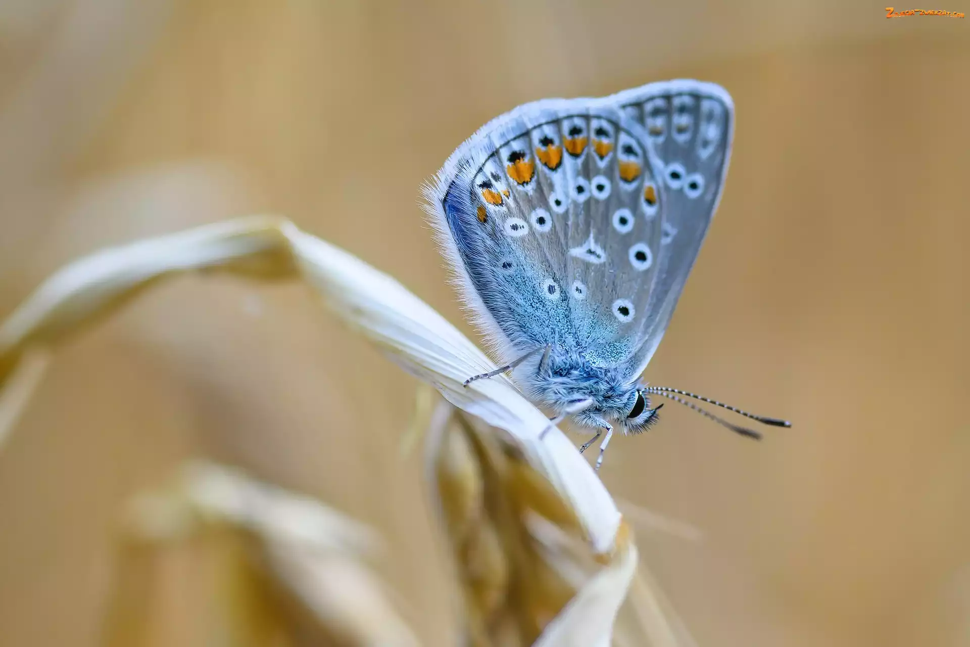 Motyl, Modraszek ikar, Niebieski, Owad