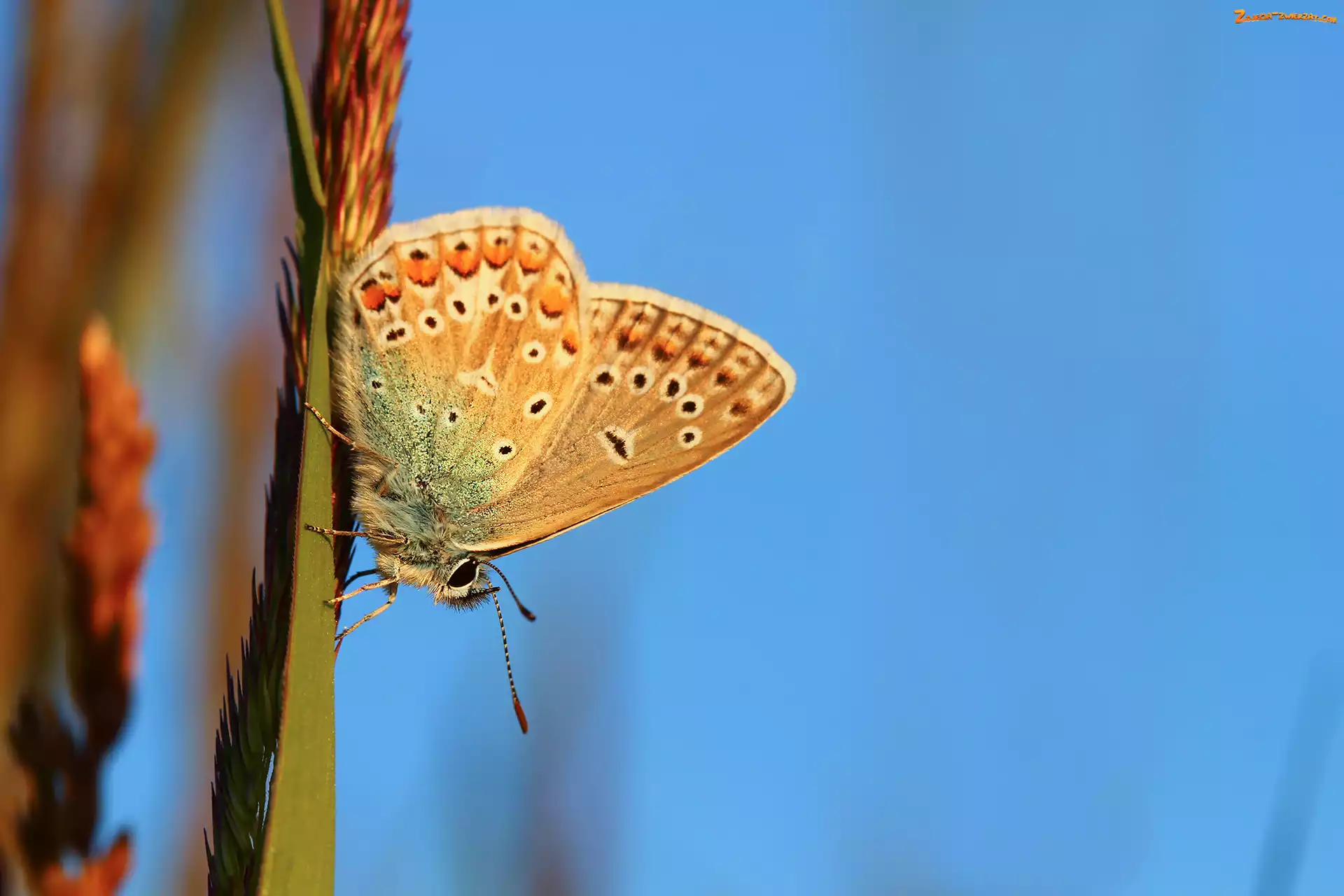 Motyl, Modraszek adonis