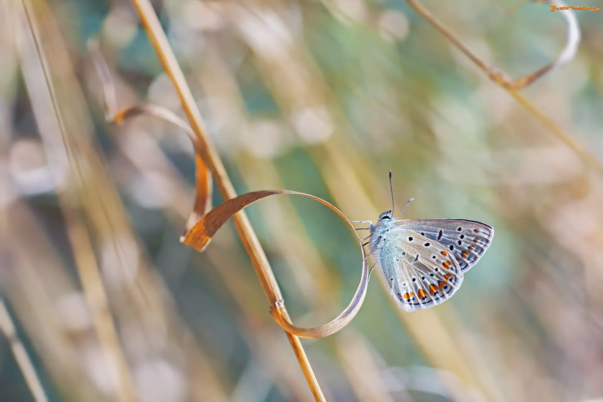 Modraszek ikar, Źdźbło, Motyl, Trawa